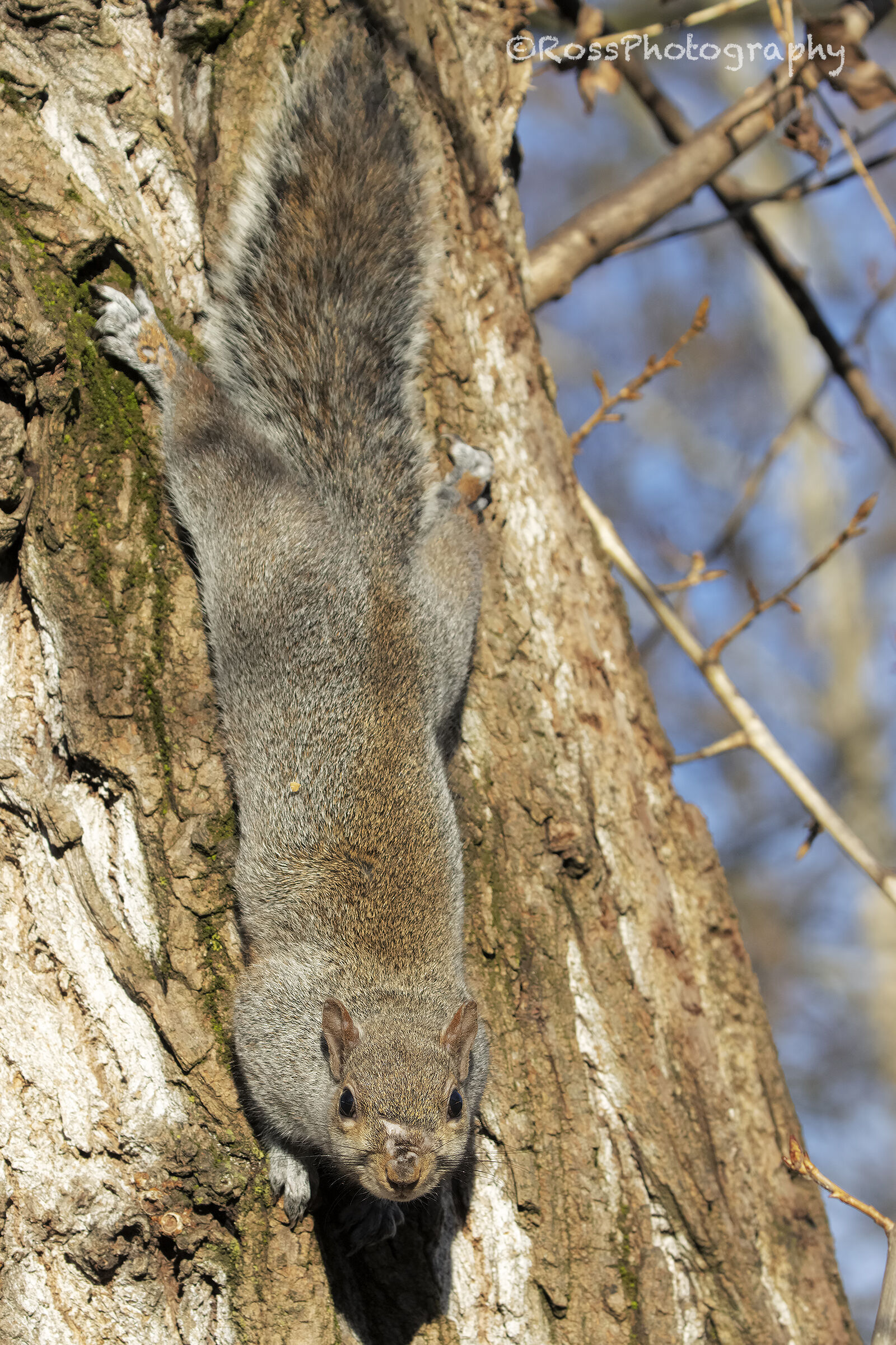 Grey squirrel