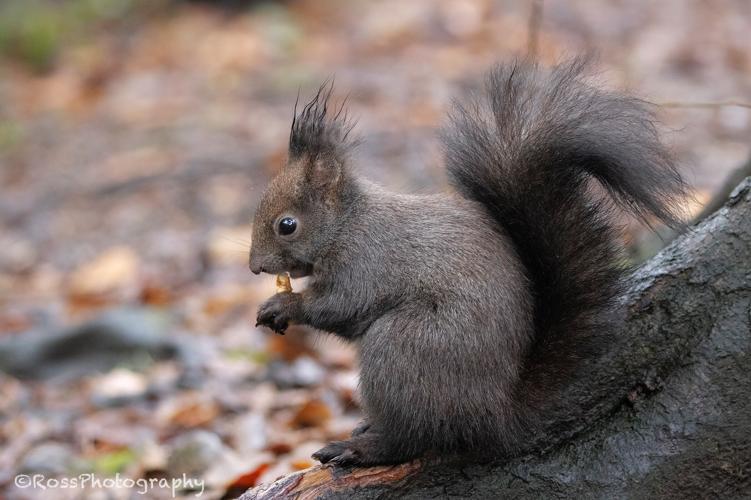 Grey squirrel