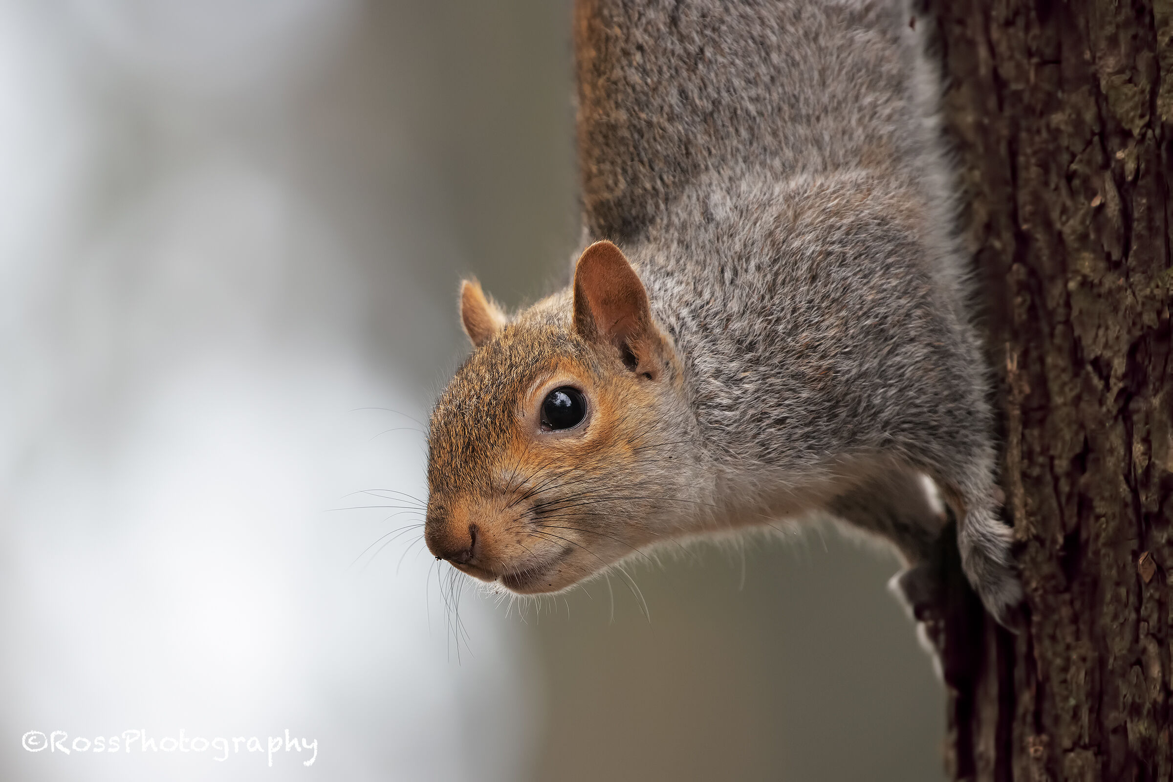 Grey squirrel