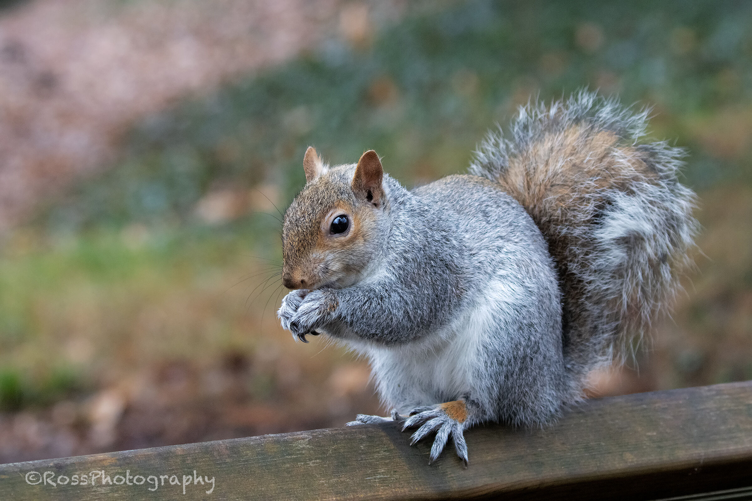 Grey squirrel