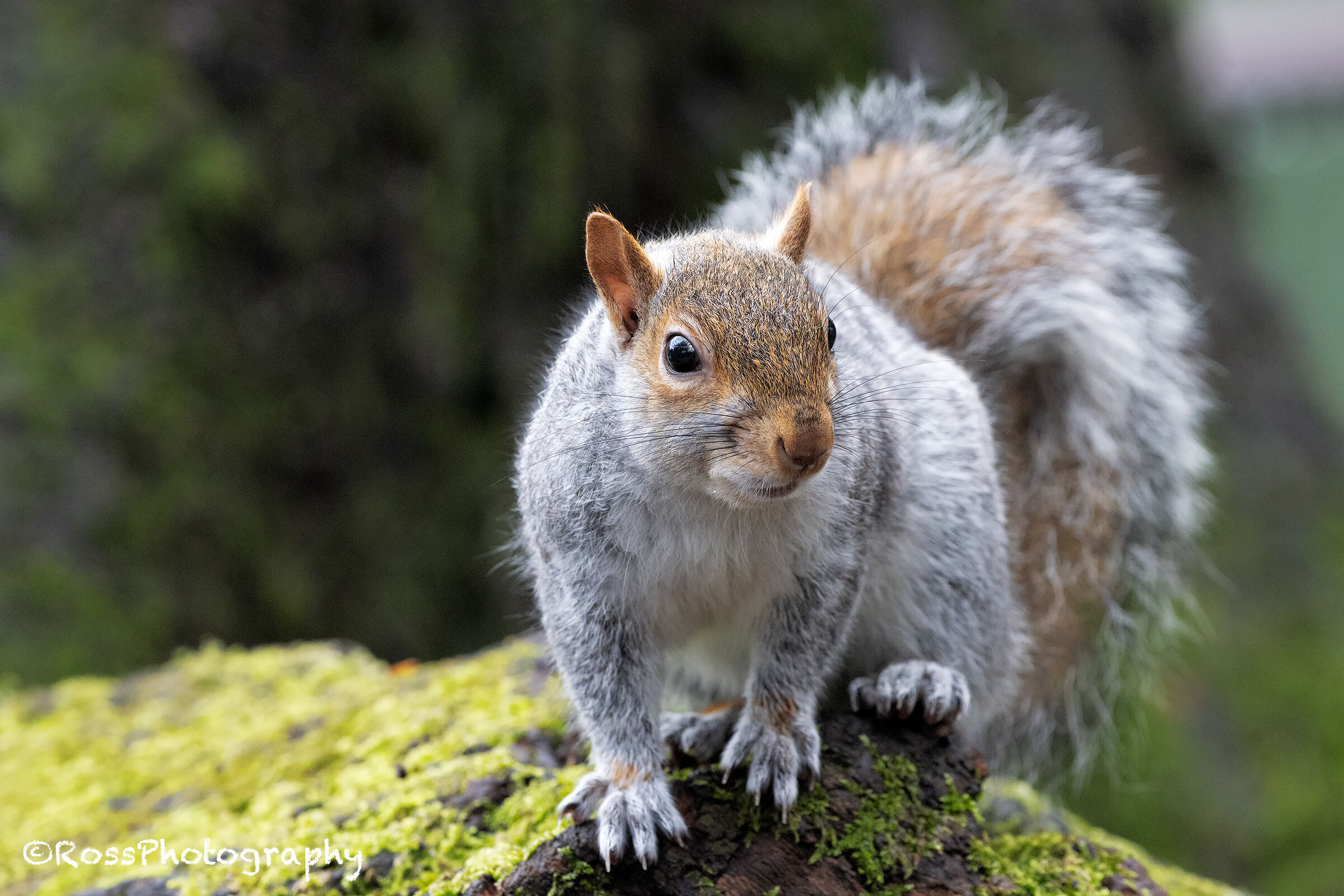 Grey squirrel