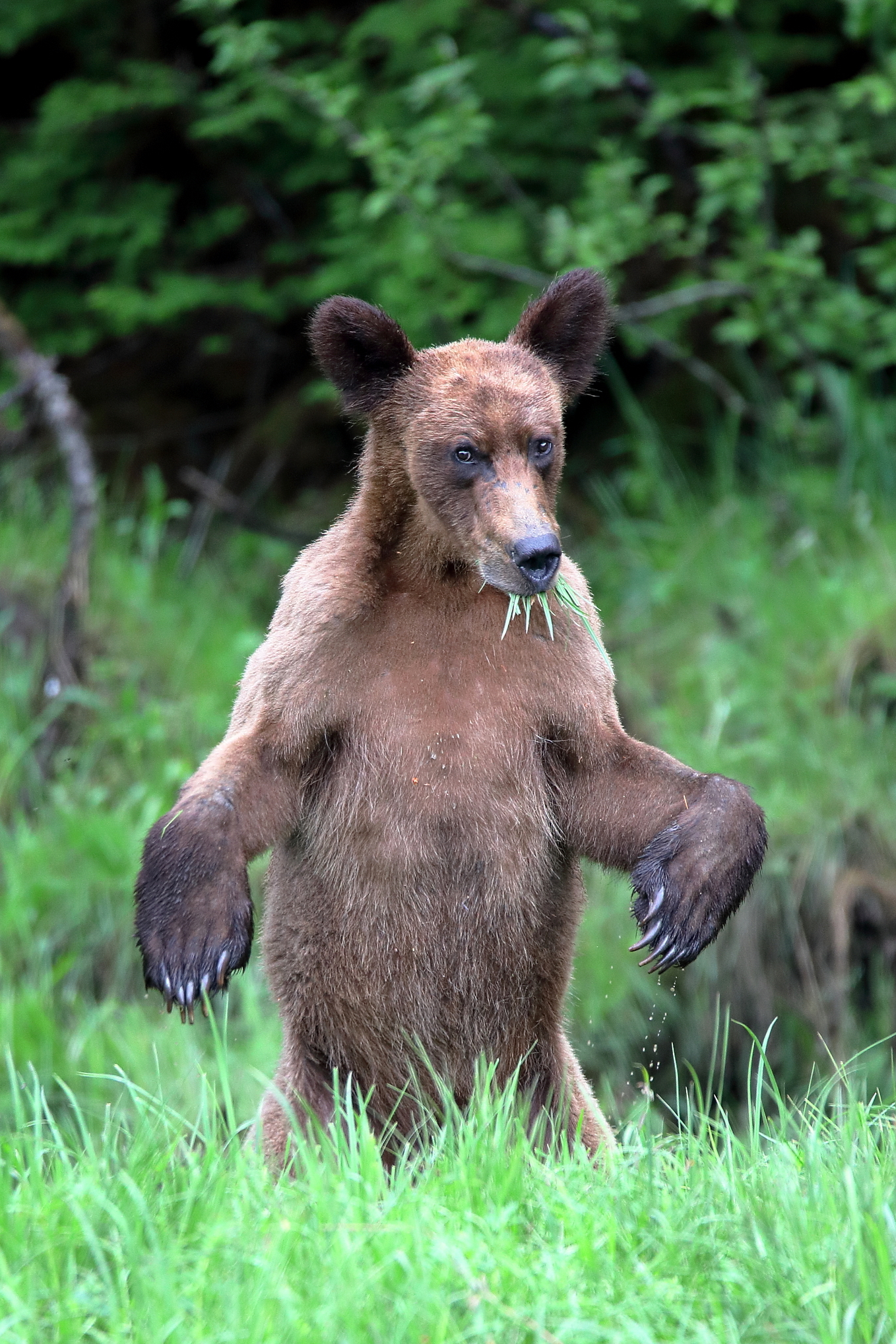Giovane orso grizzly in natura