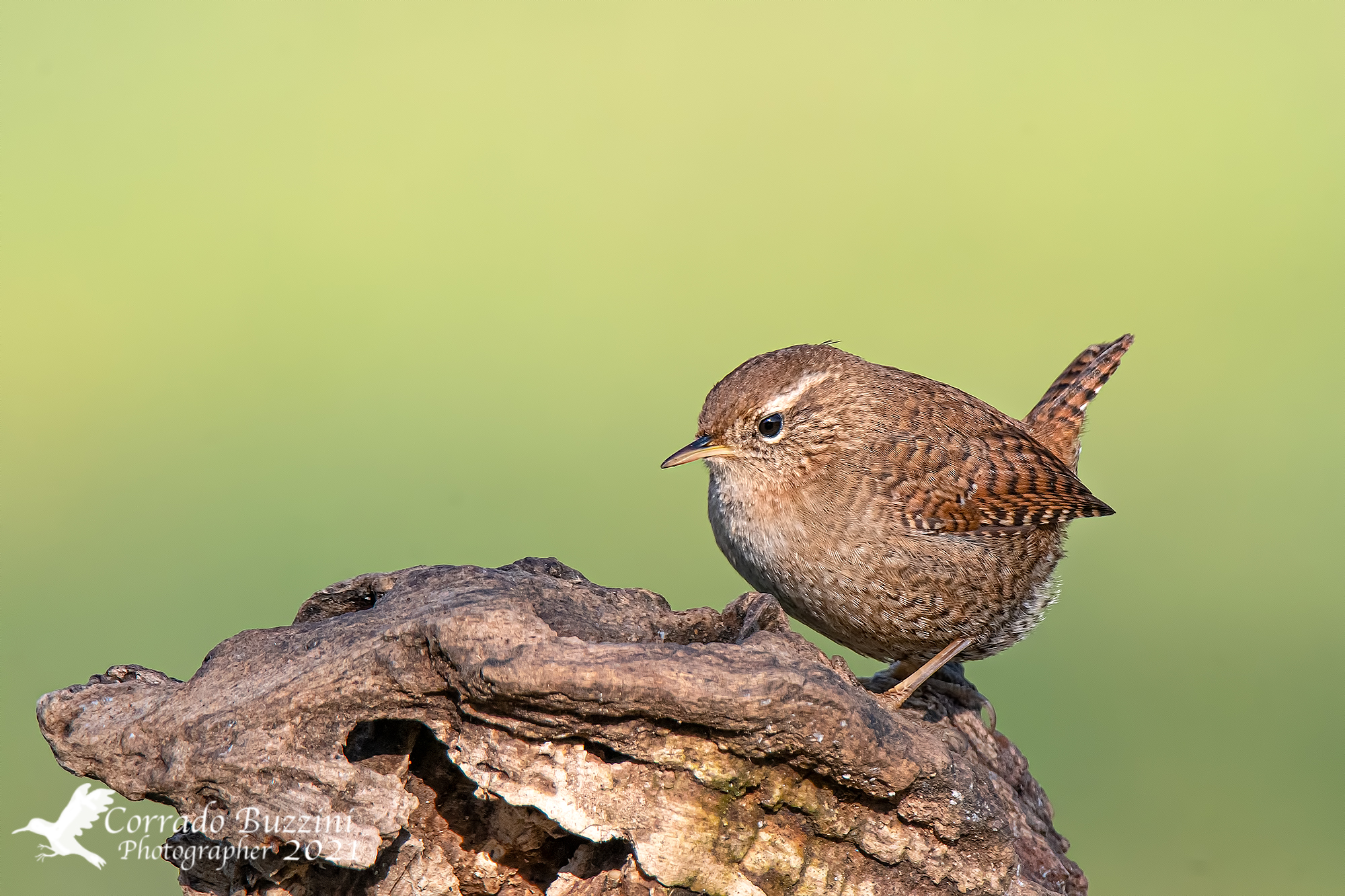 Wren