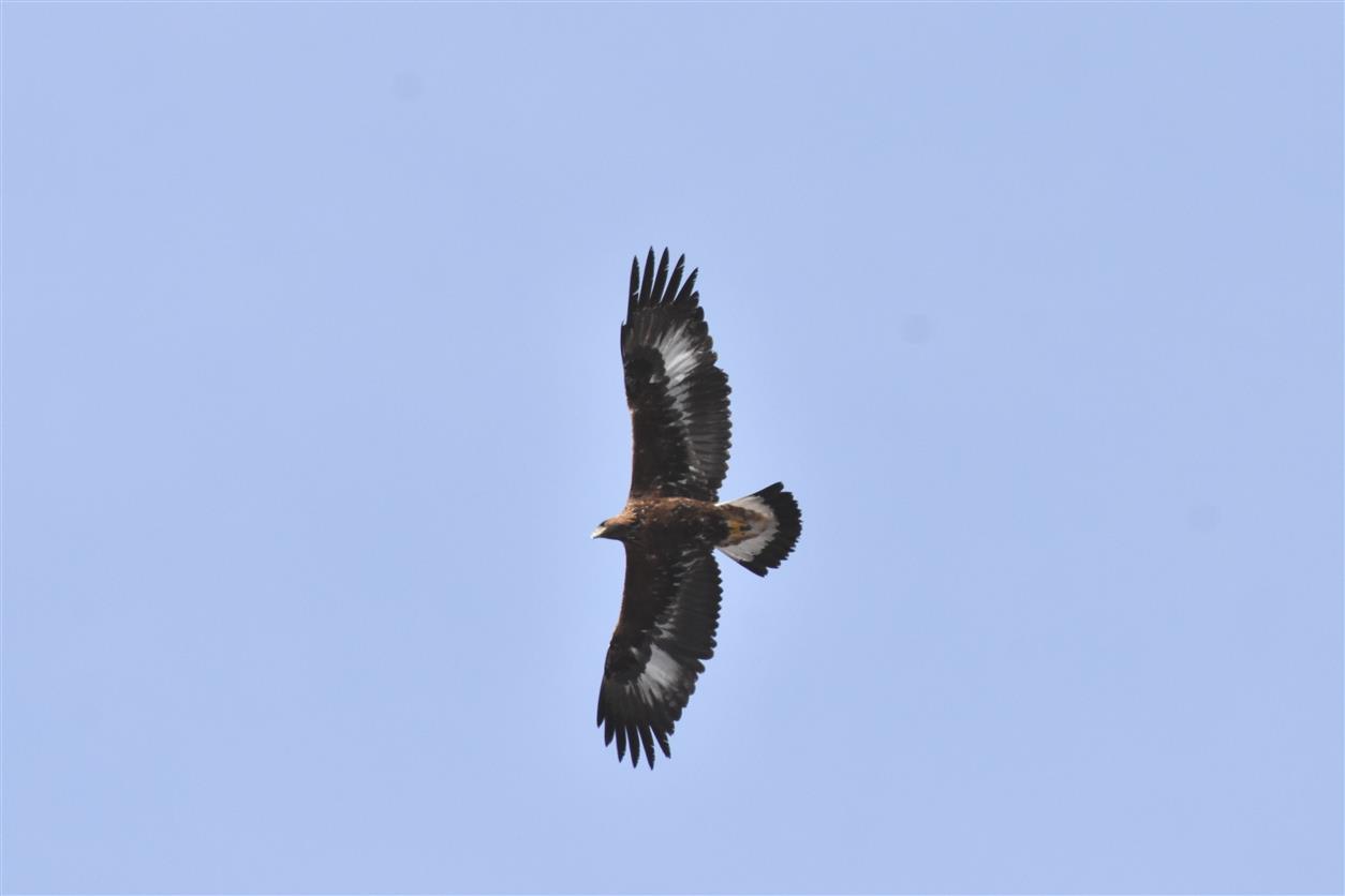 la regina della montagna