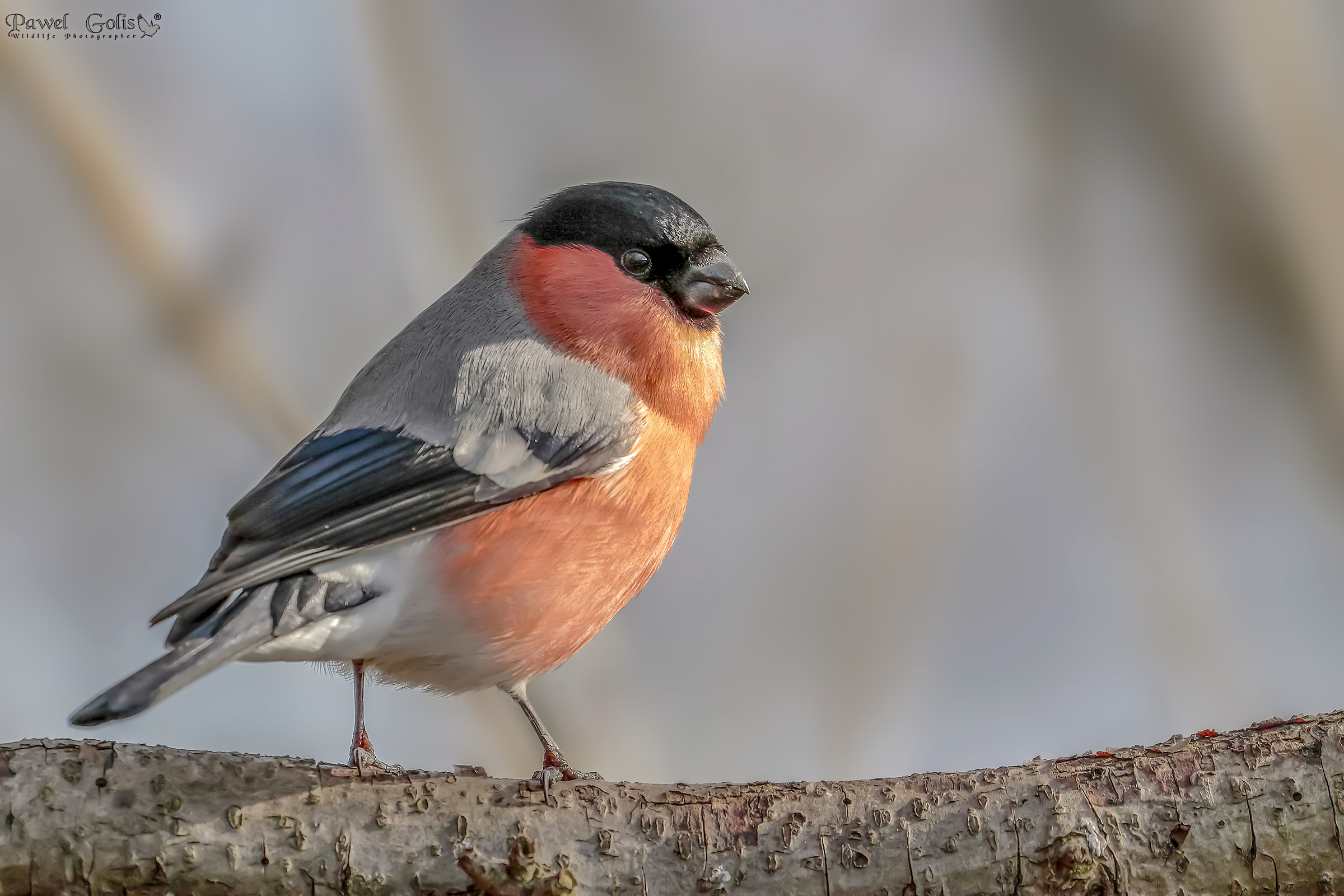 Eurasian bullfinch (Pyrrhula pyrrhula)