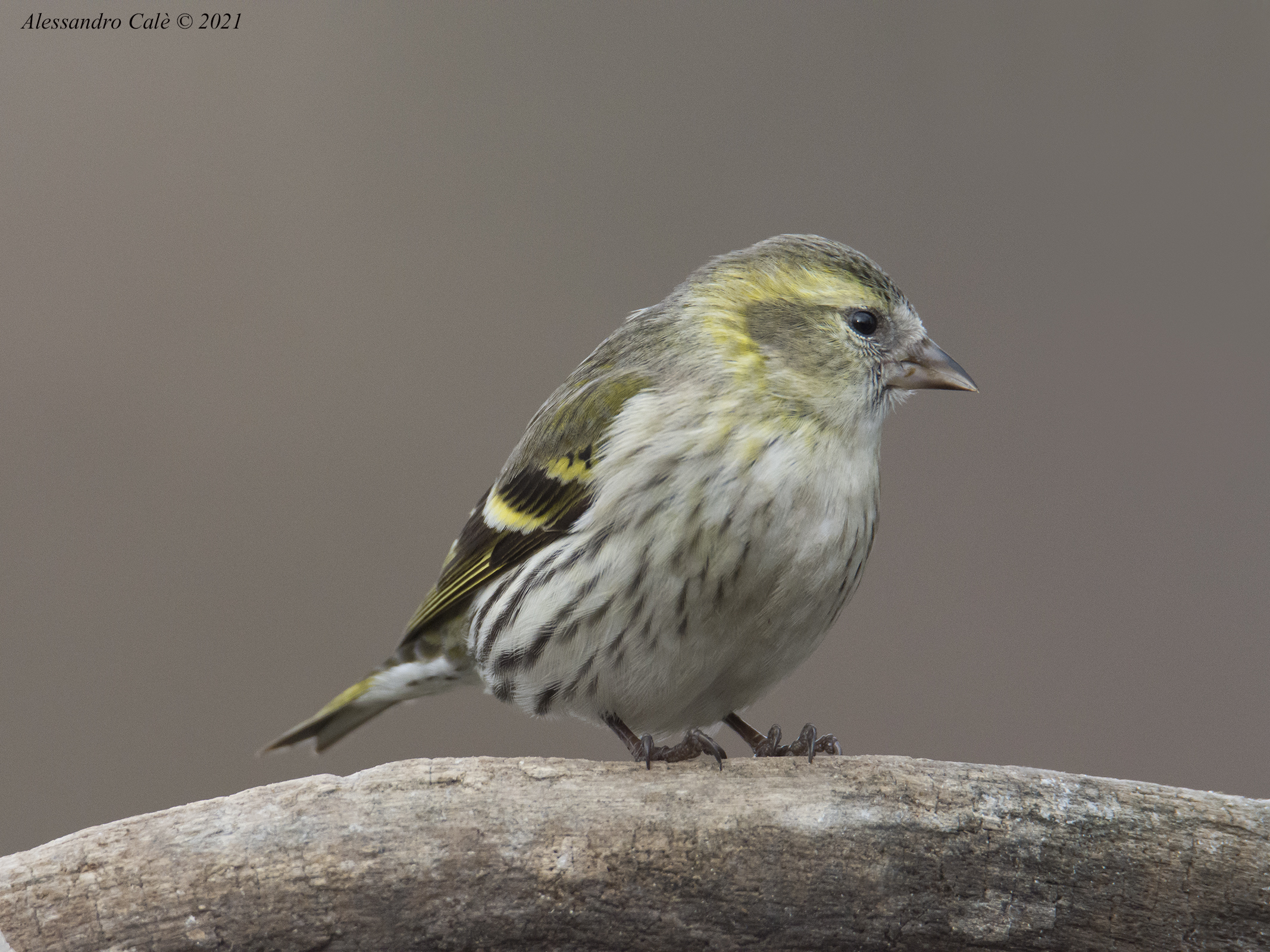 Carduelis spinus (Lucherino) 7471