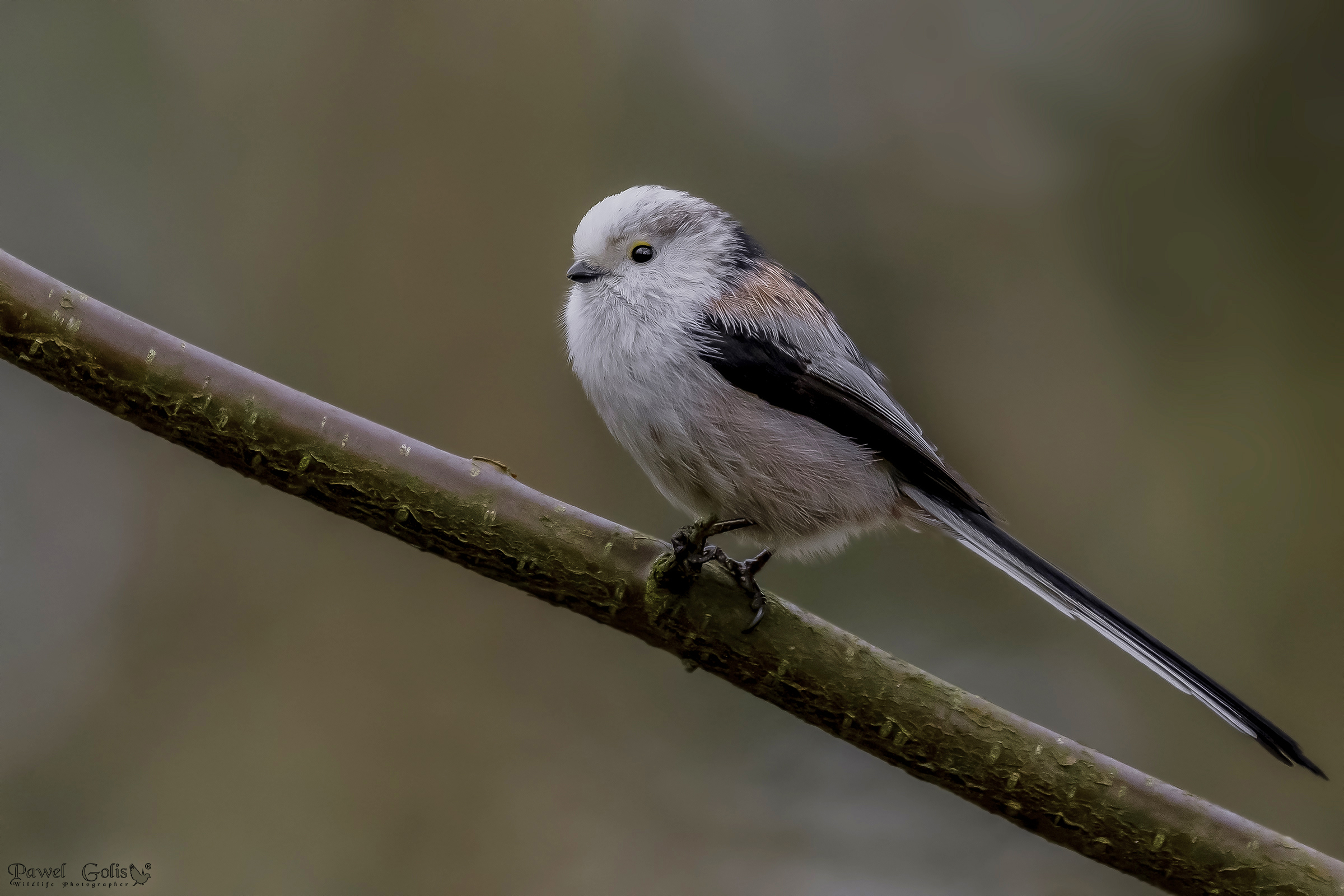 Long-tailed bushtit (Aegithalos caudatus)