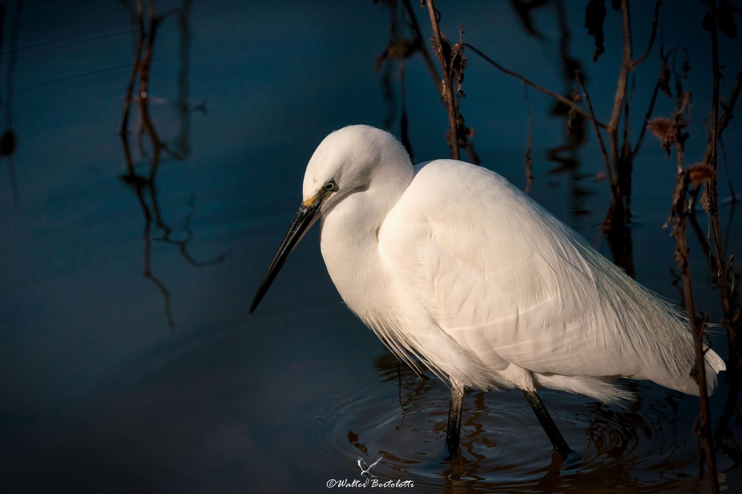 the watchful look of the egret