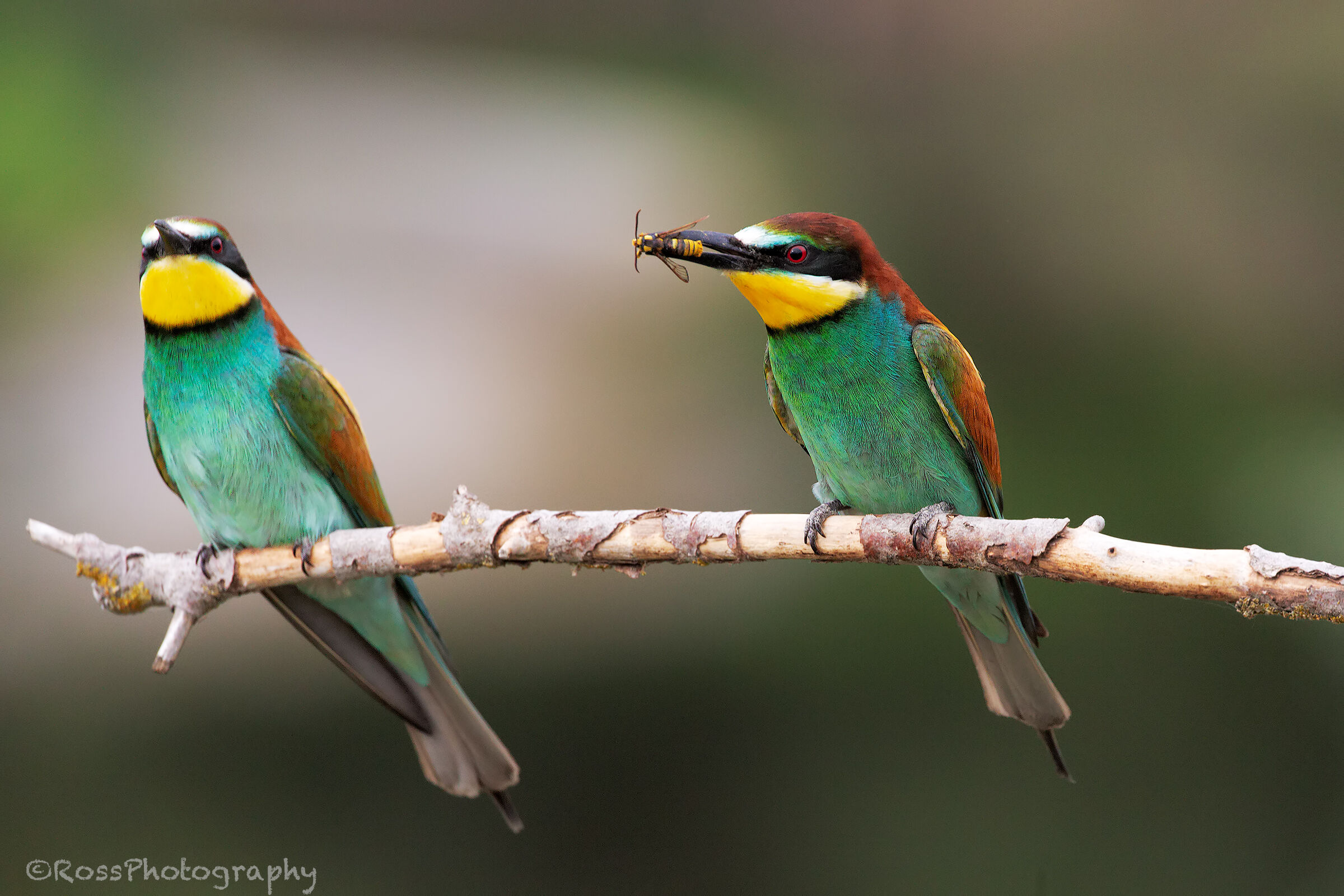 Gruccioni, exchange of prey