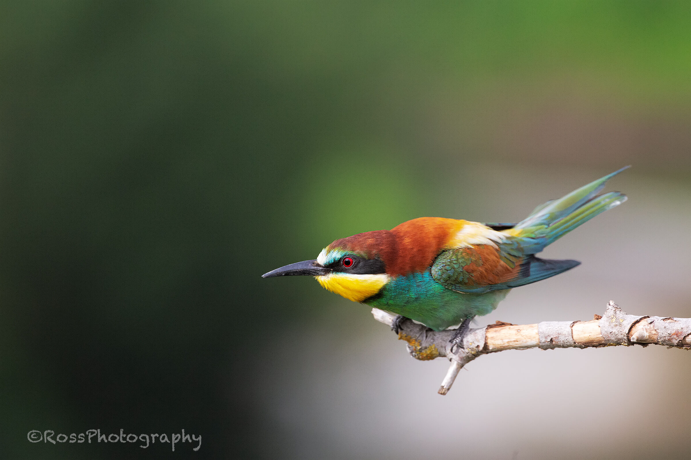 Gruccione before flying