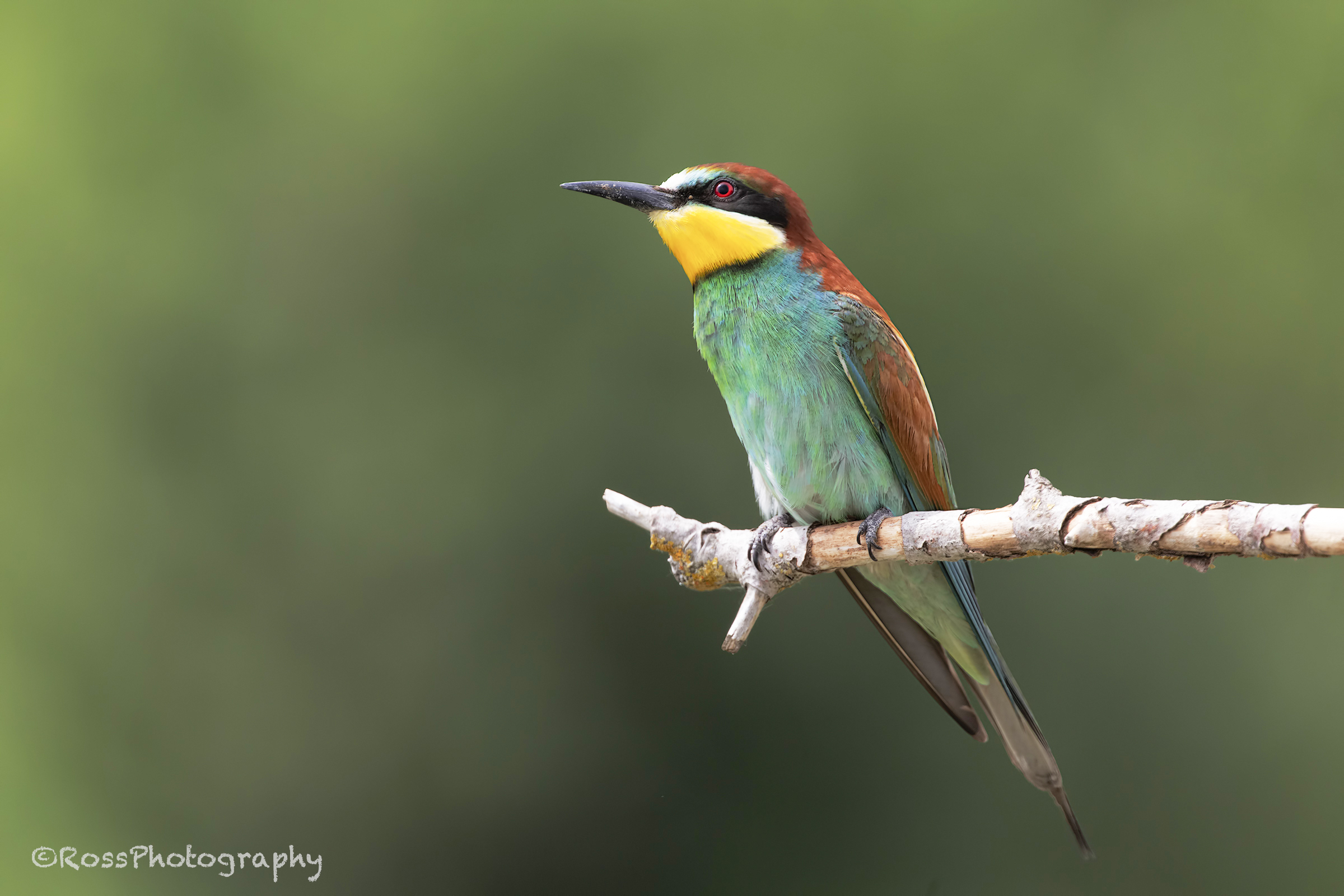 Gruccione under observation