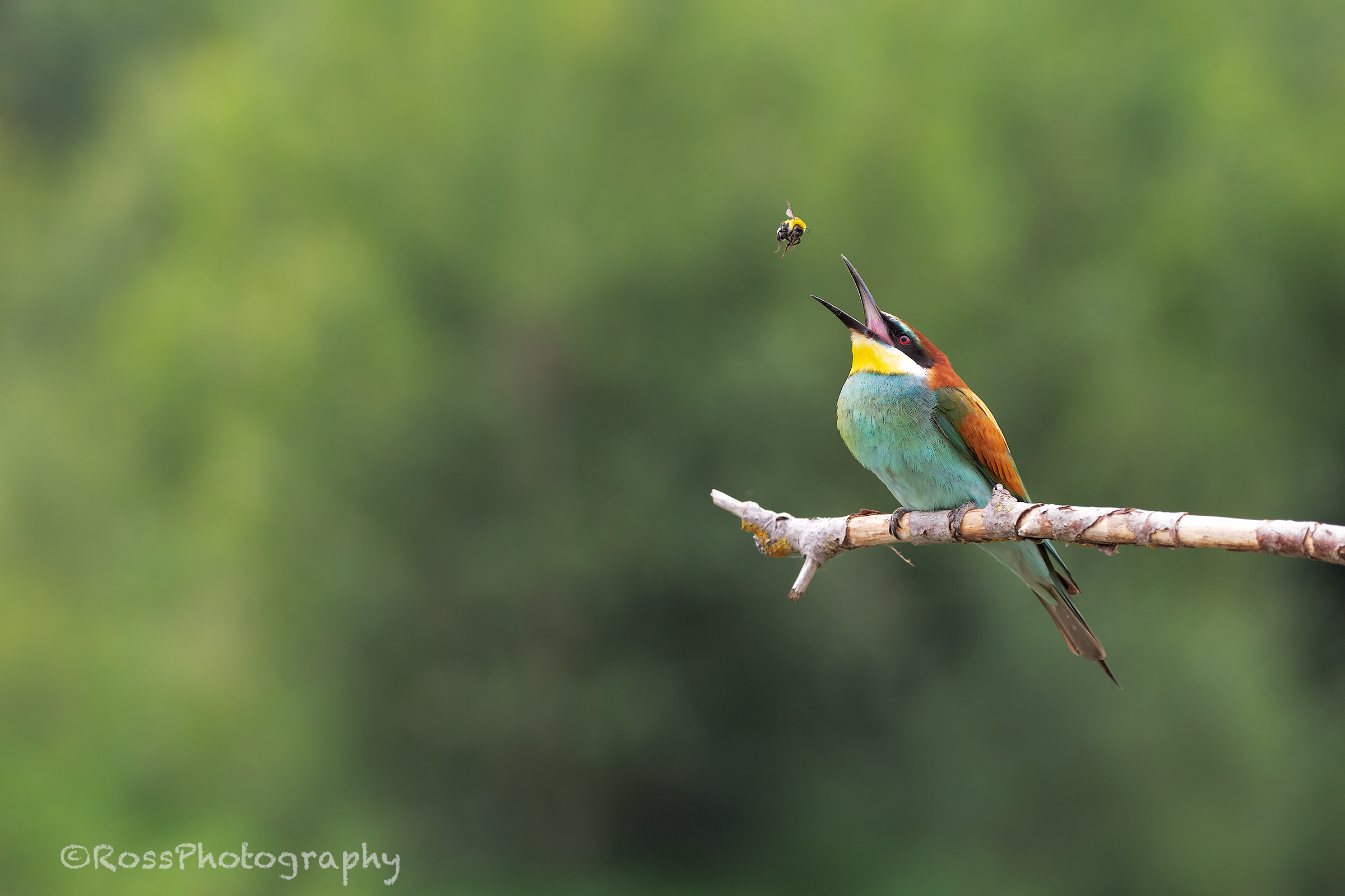 Gruccione on the hunt