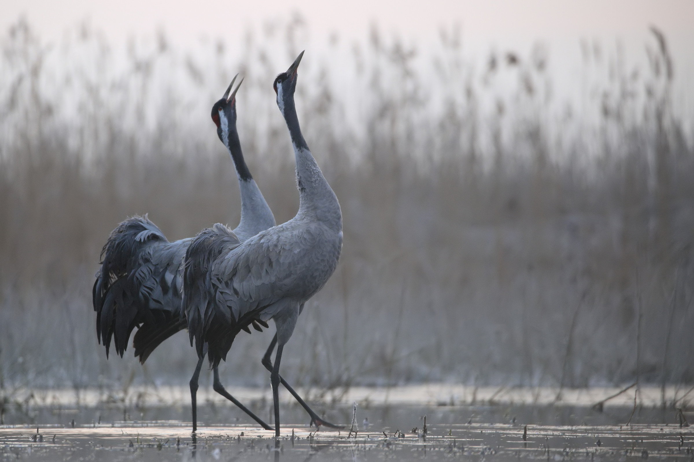 Early spring cranes