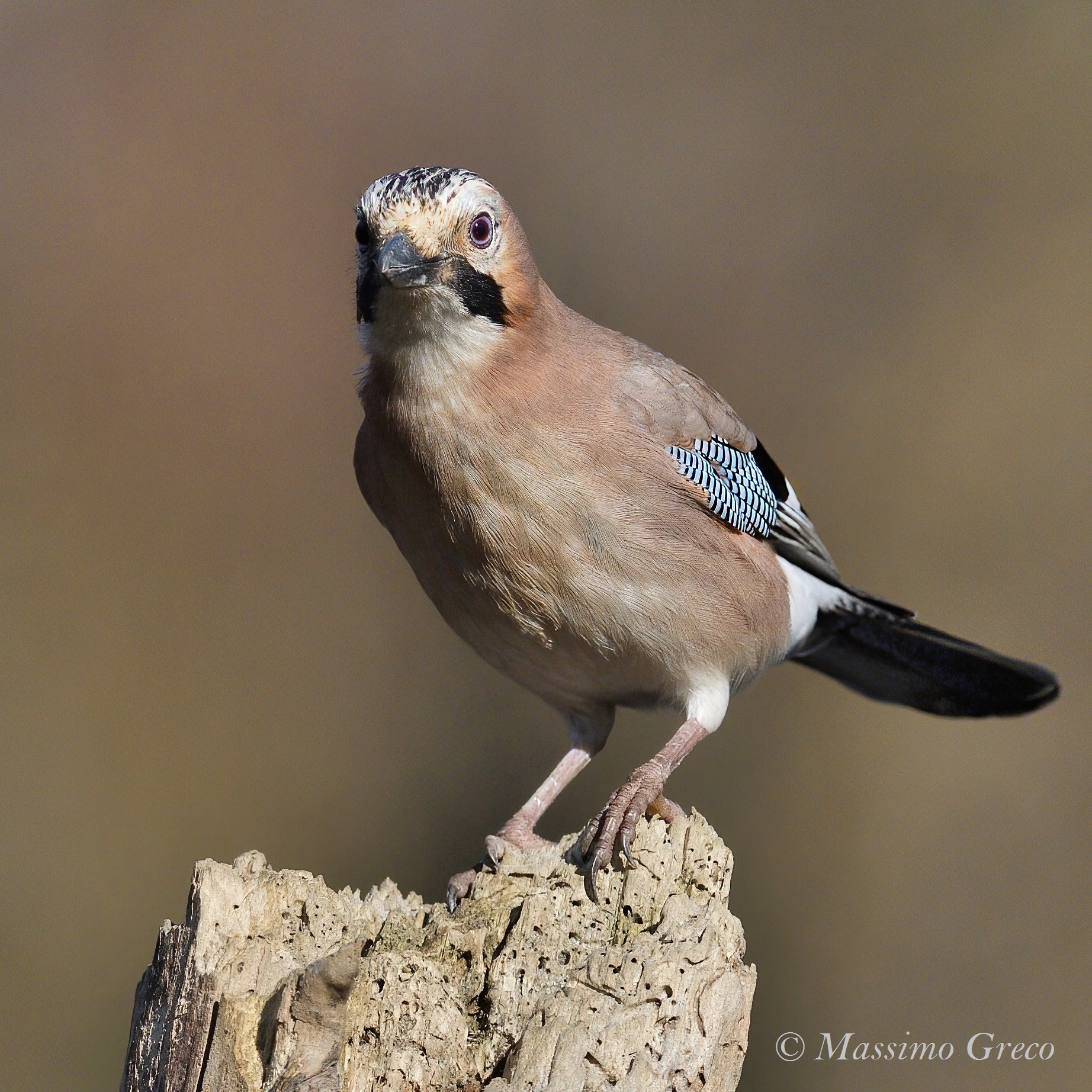 Jay (Garrulus glandarius)