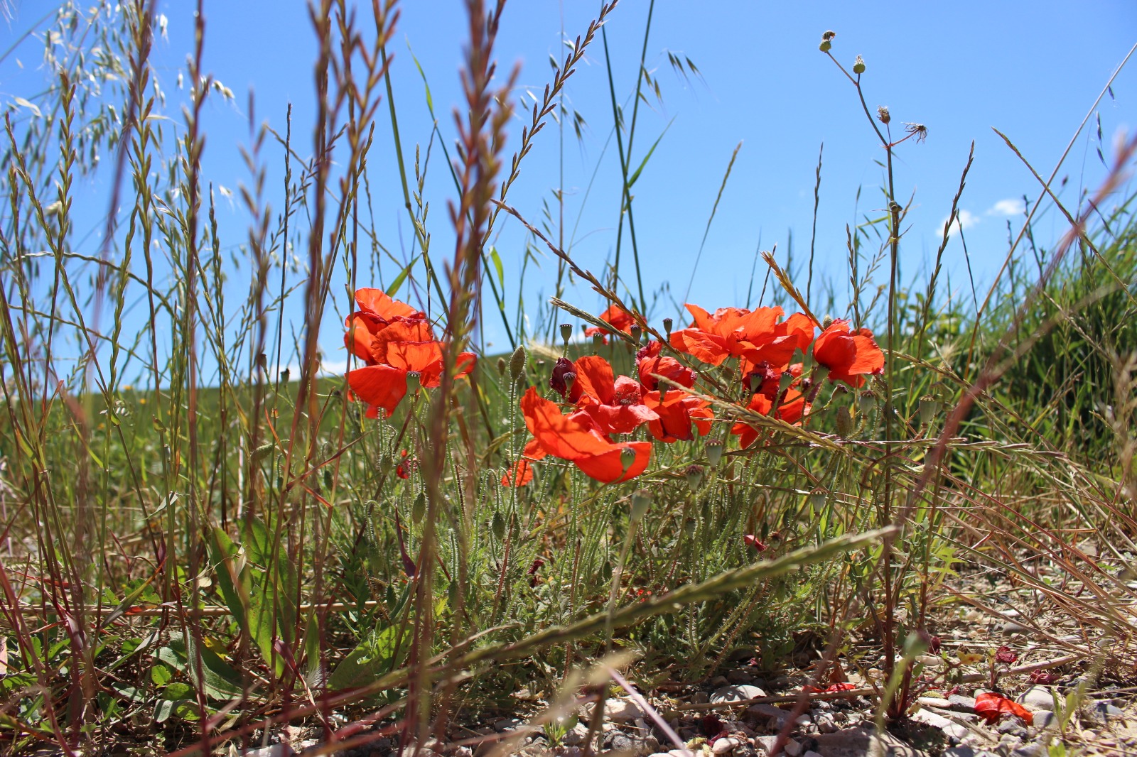 Papaveri e colline di Windows