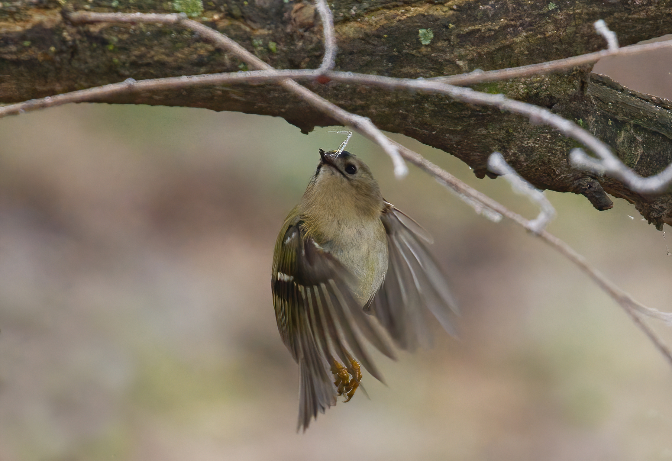 Il regolo e il ghiacciolino