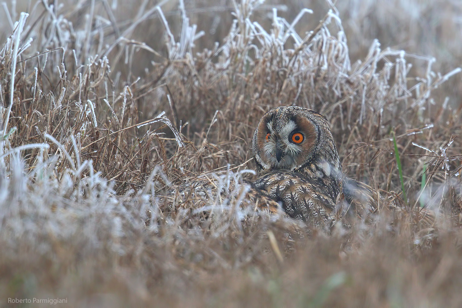 Common owl and frozen field