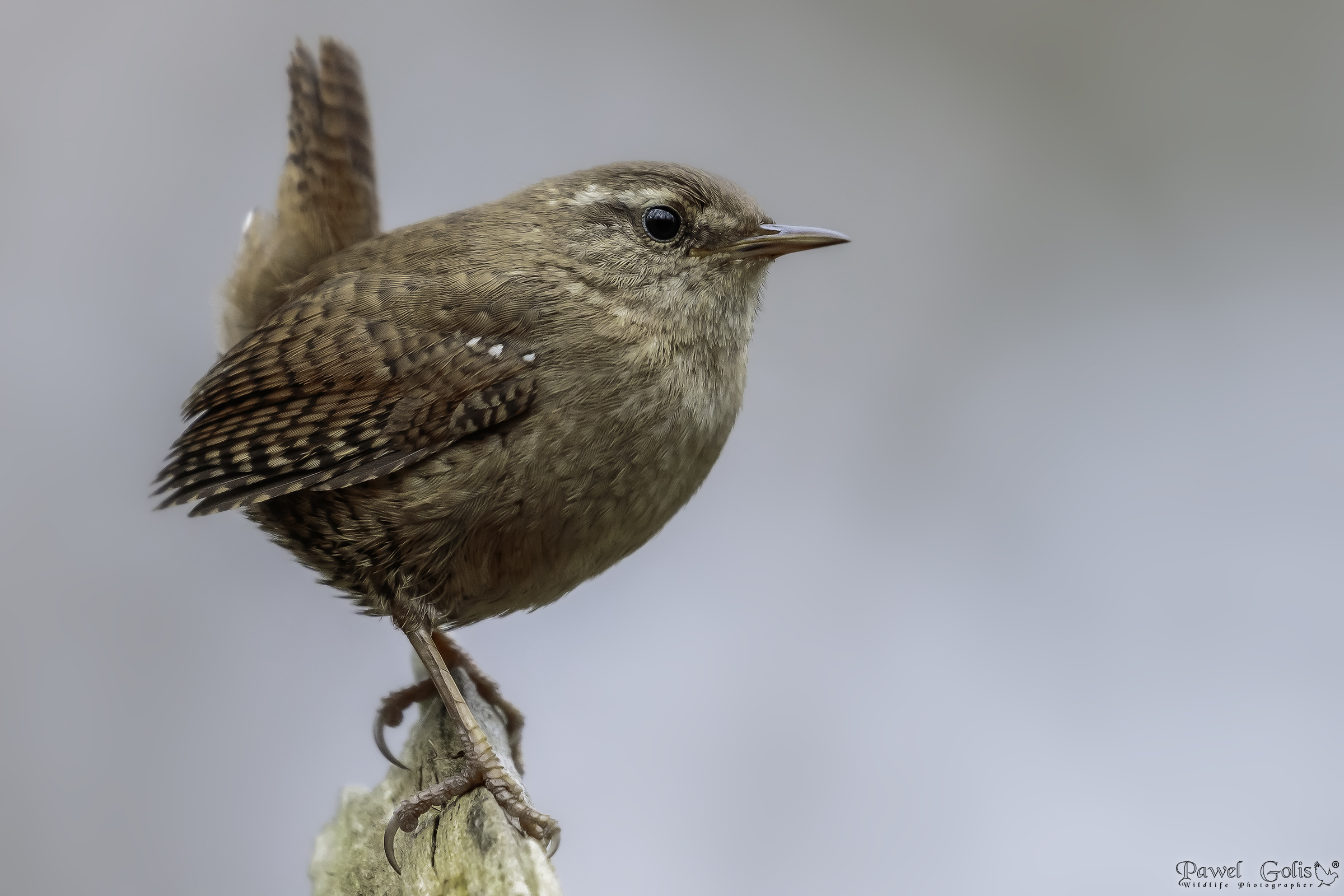 Eurasian Wren ( Troglodytes troglodytes)
