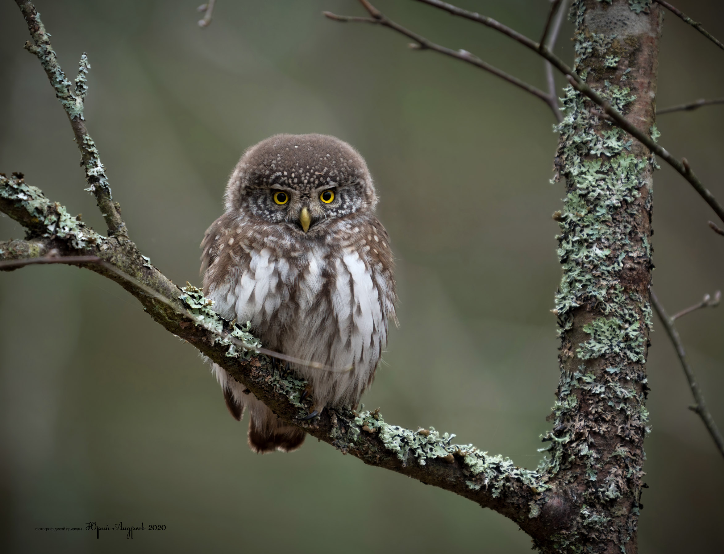 Gufo pigmeo eurasiatico