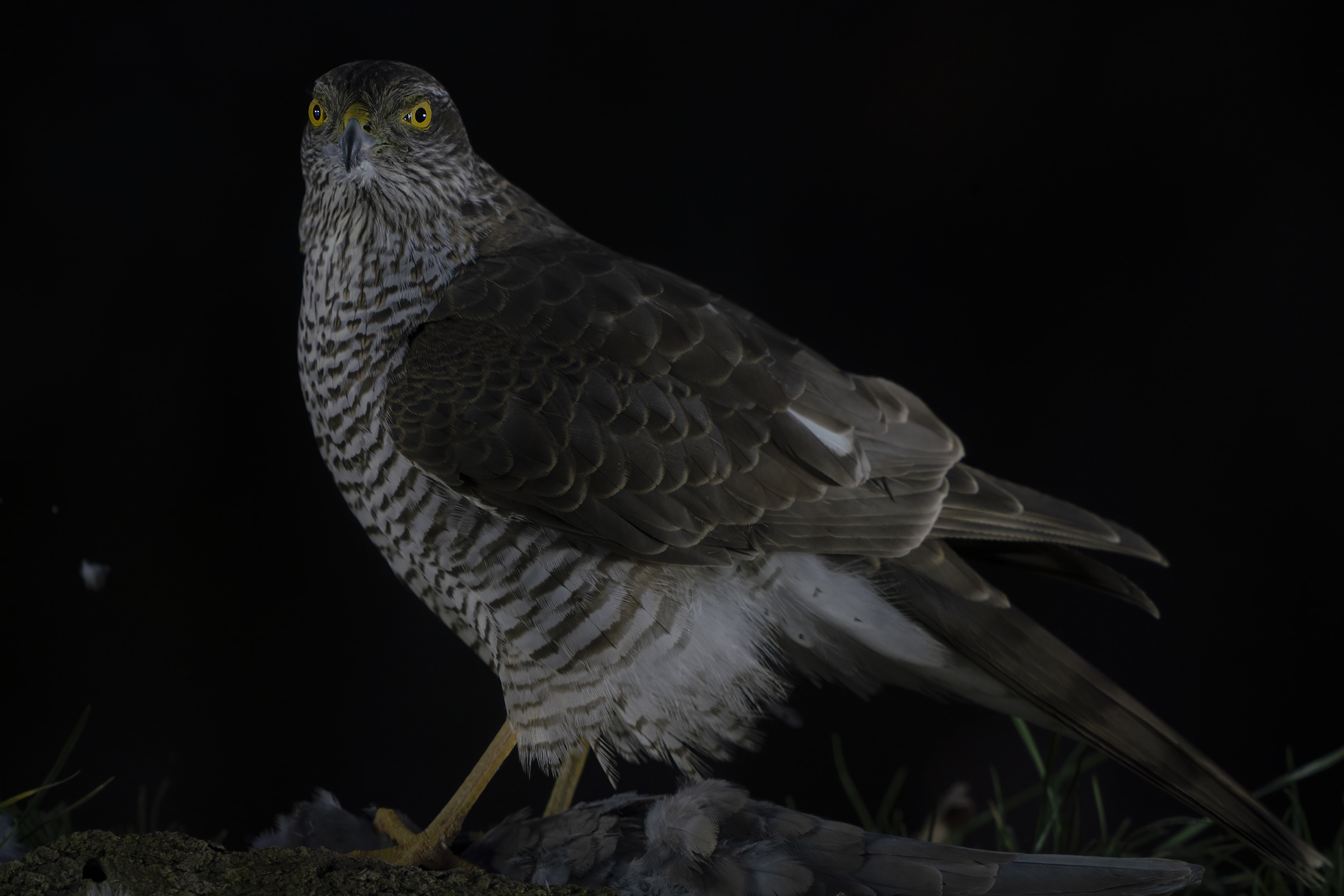 sparviere femmina ritratto