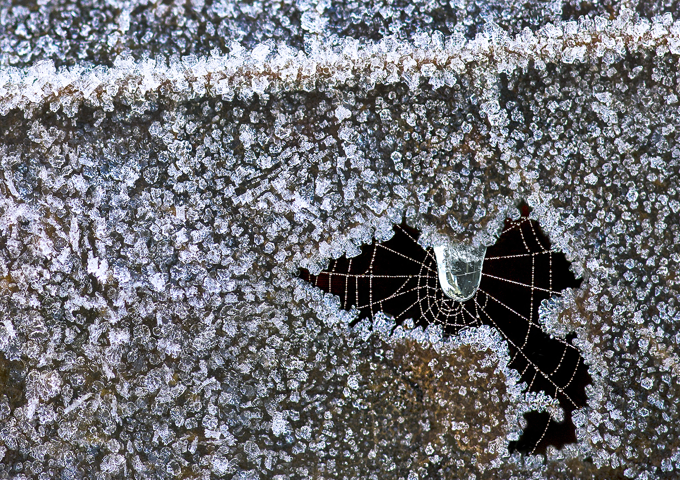 La trappola del ragno.