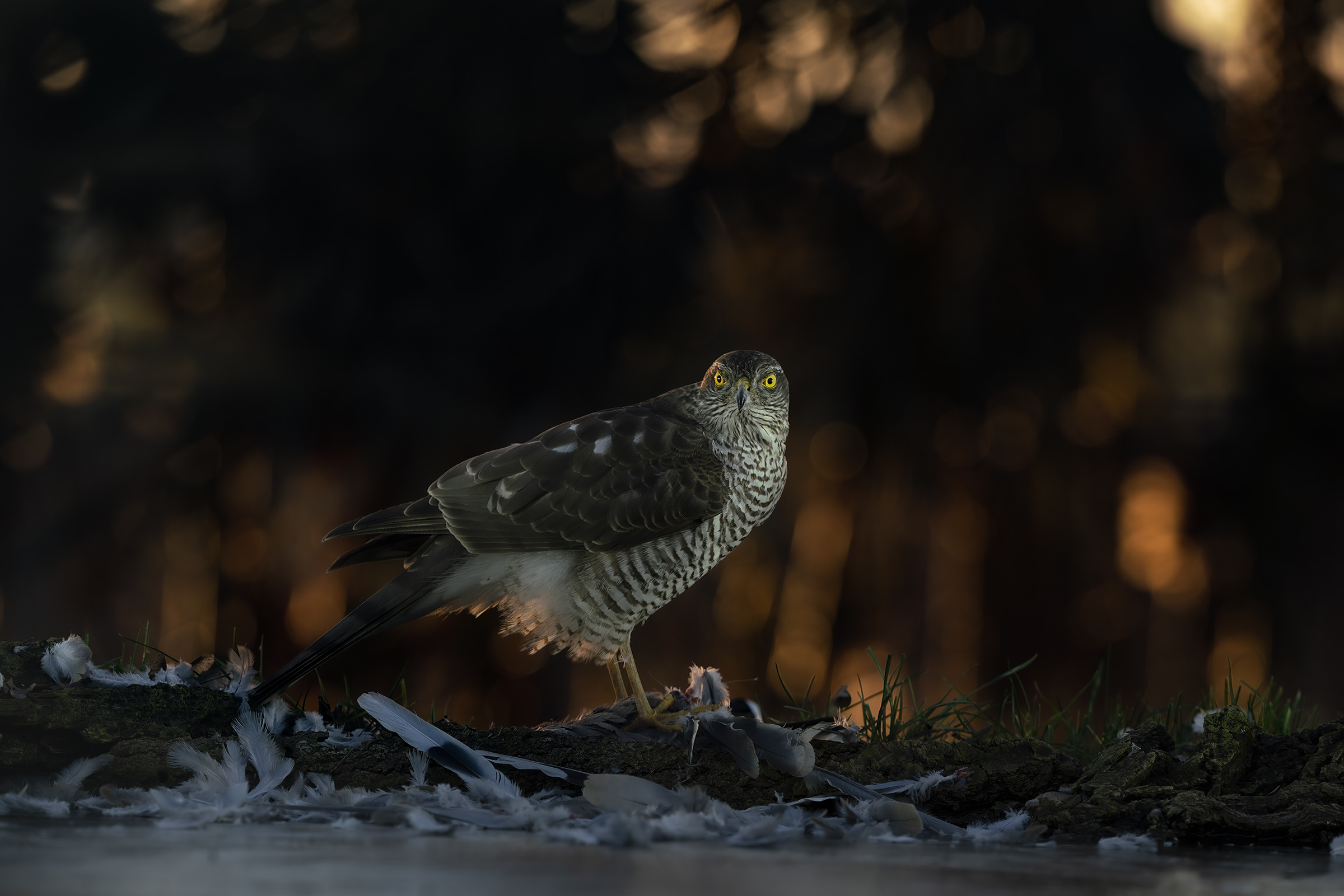 colazione  dello sparviere