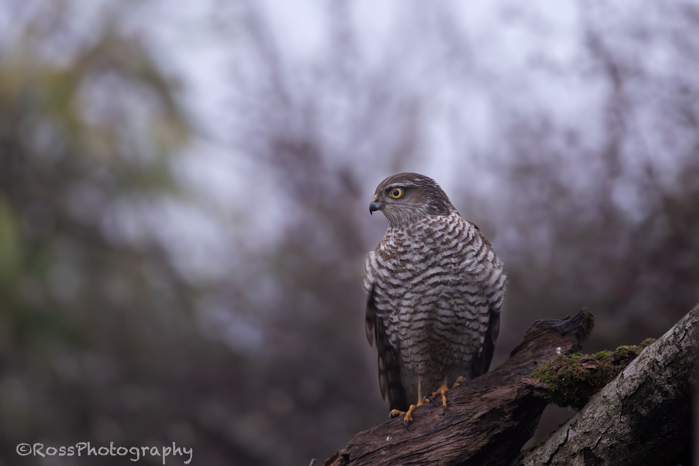 Sparrowhawk