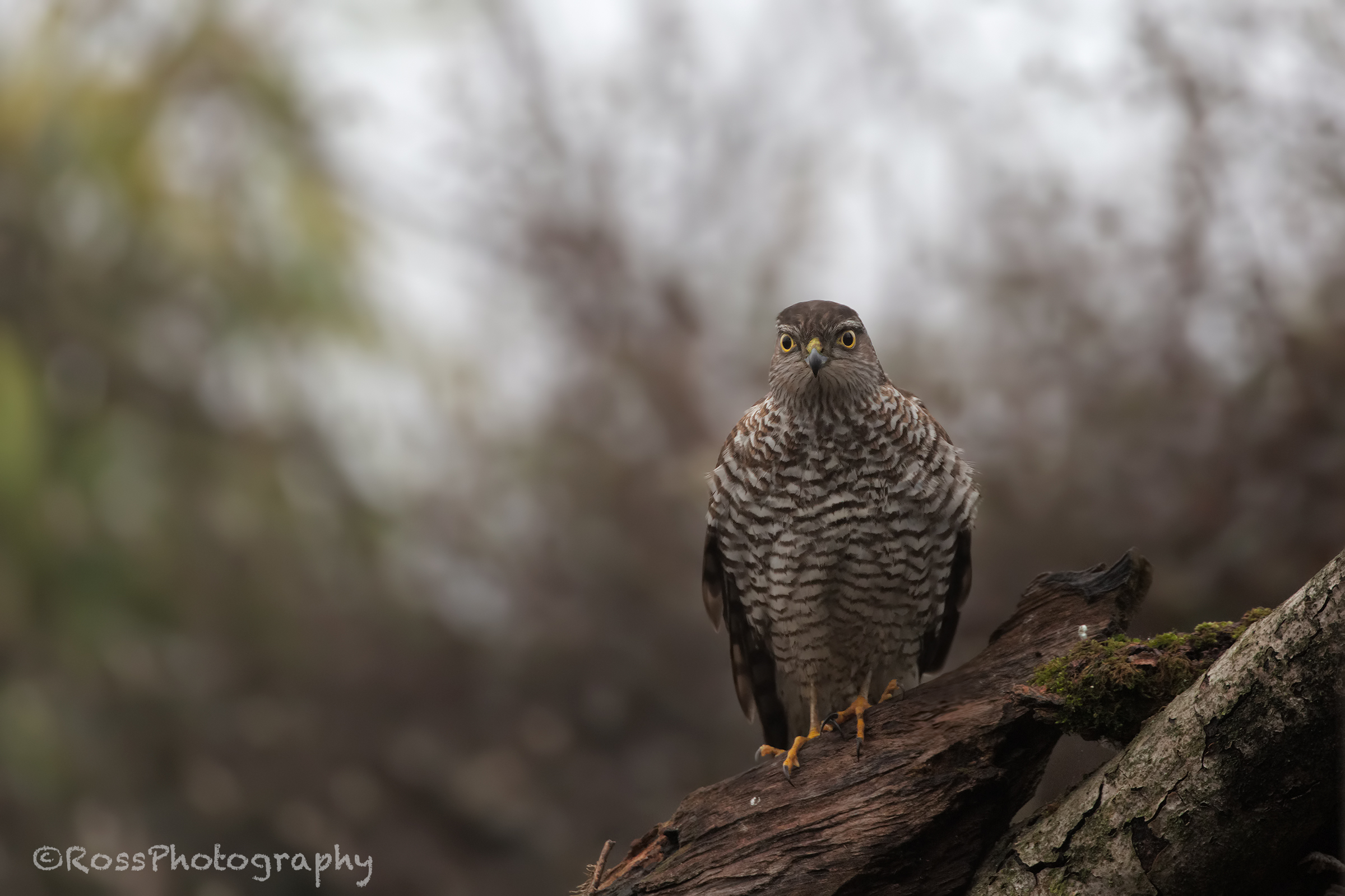 Sparrowhawk