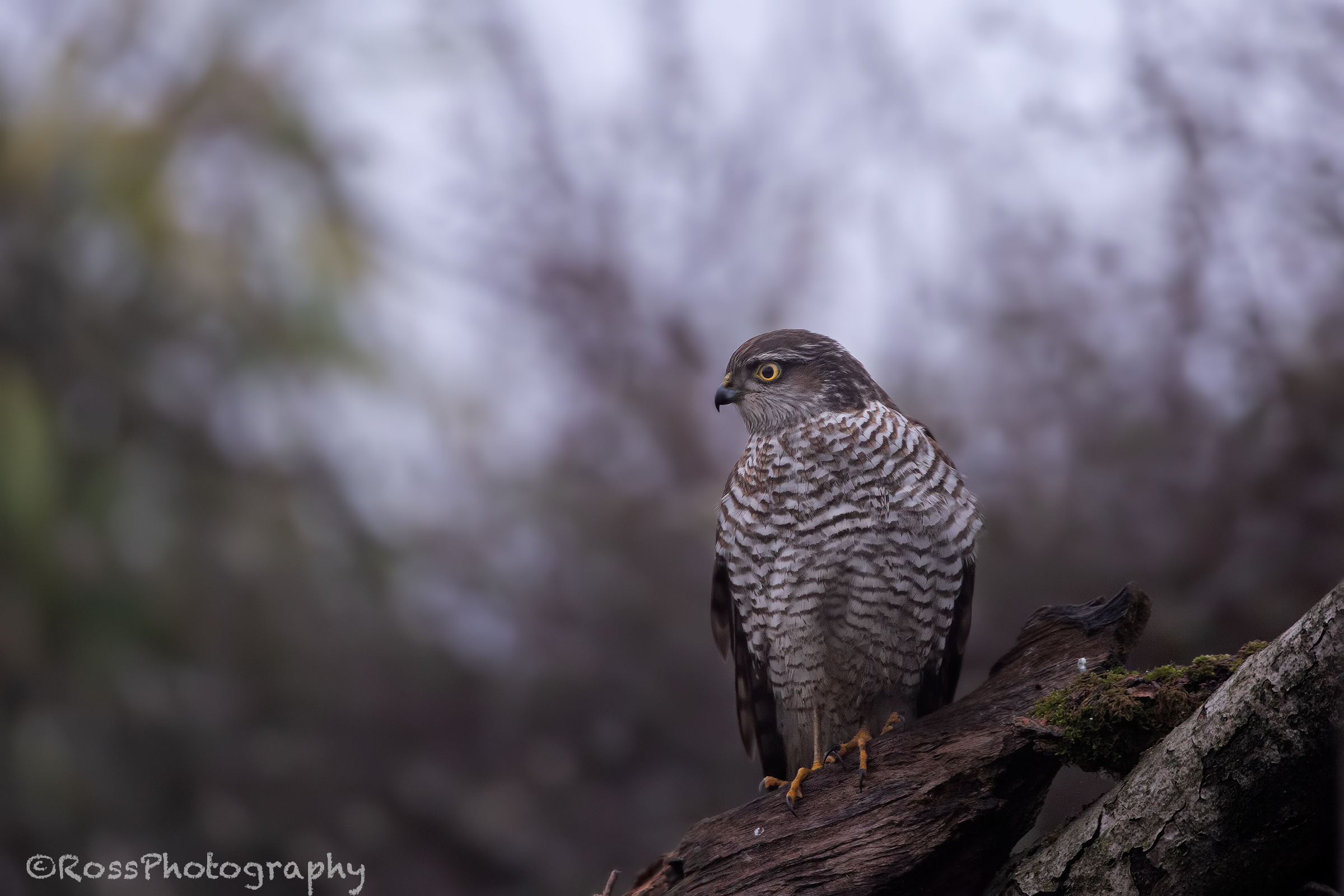 Sparrowhawk