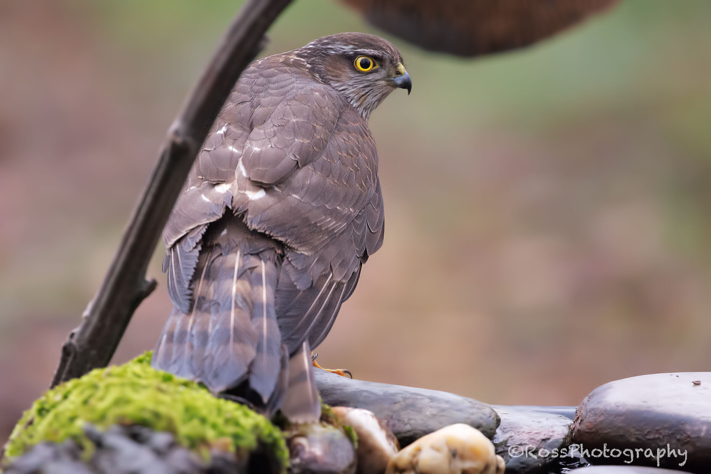 Sparrowhawk