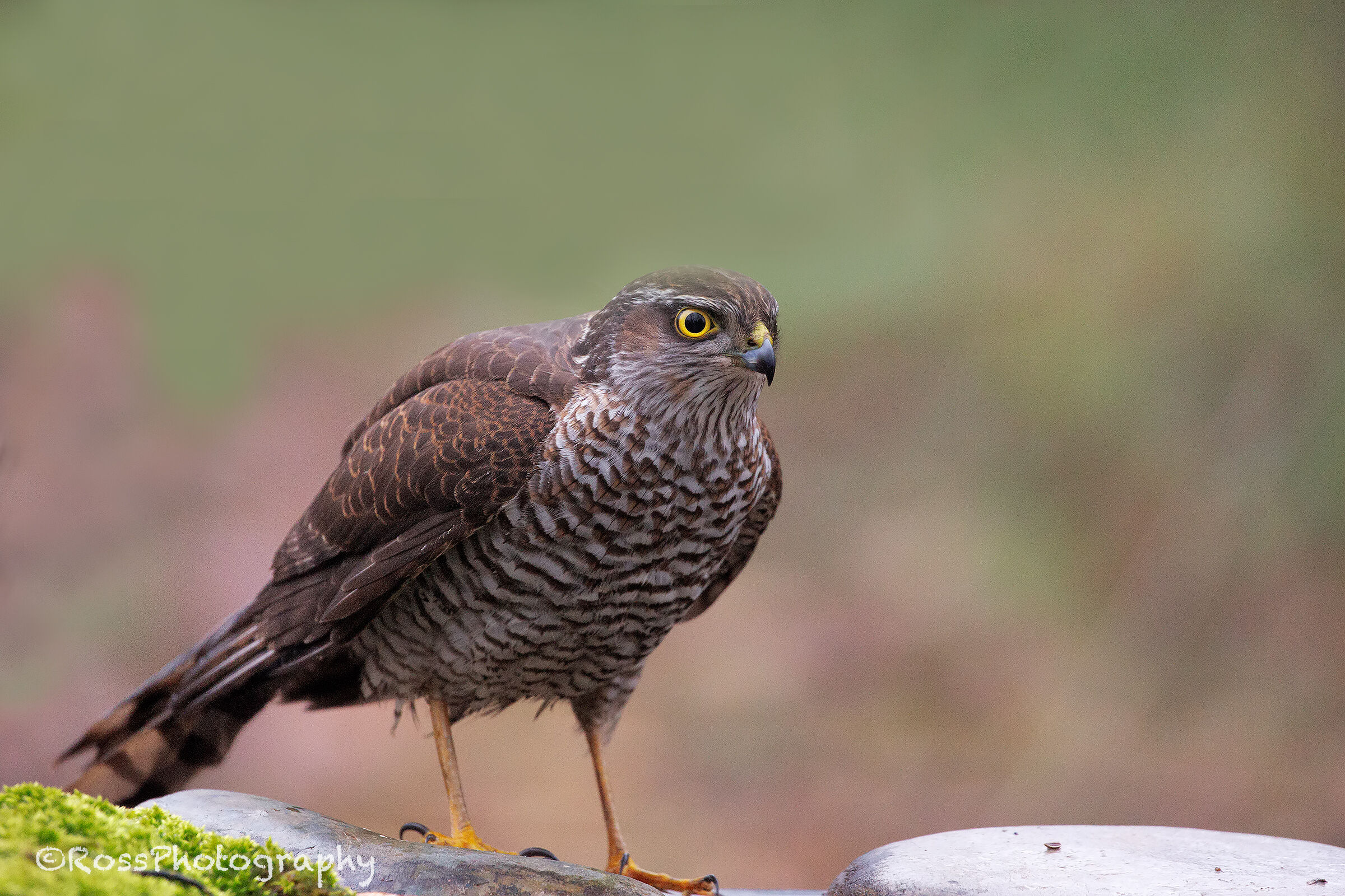 Sparrowhawk