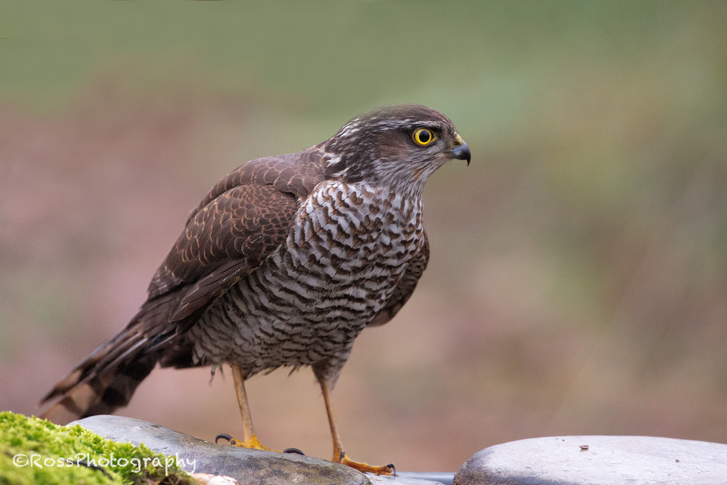 Sparrowhawk