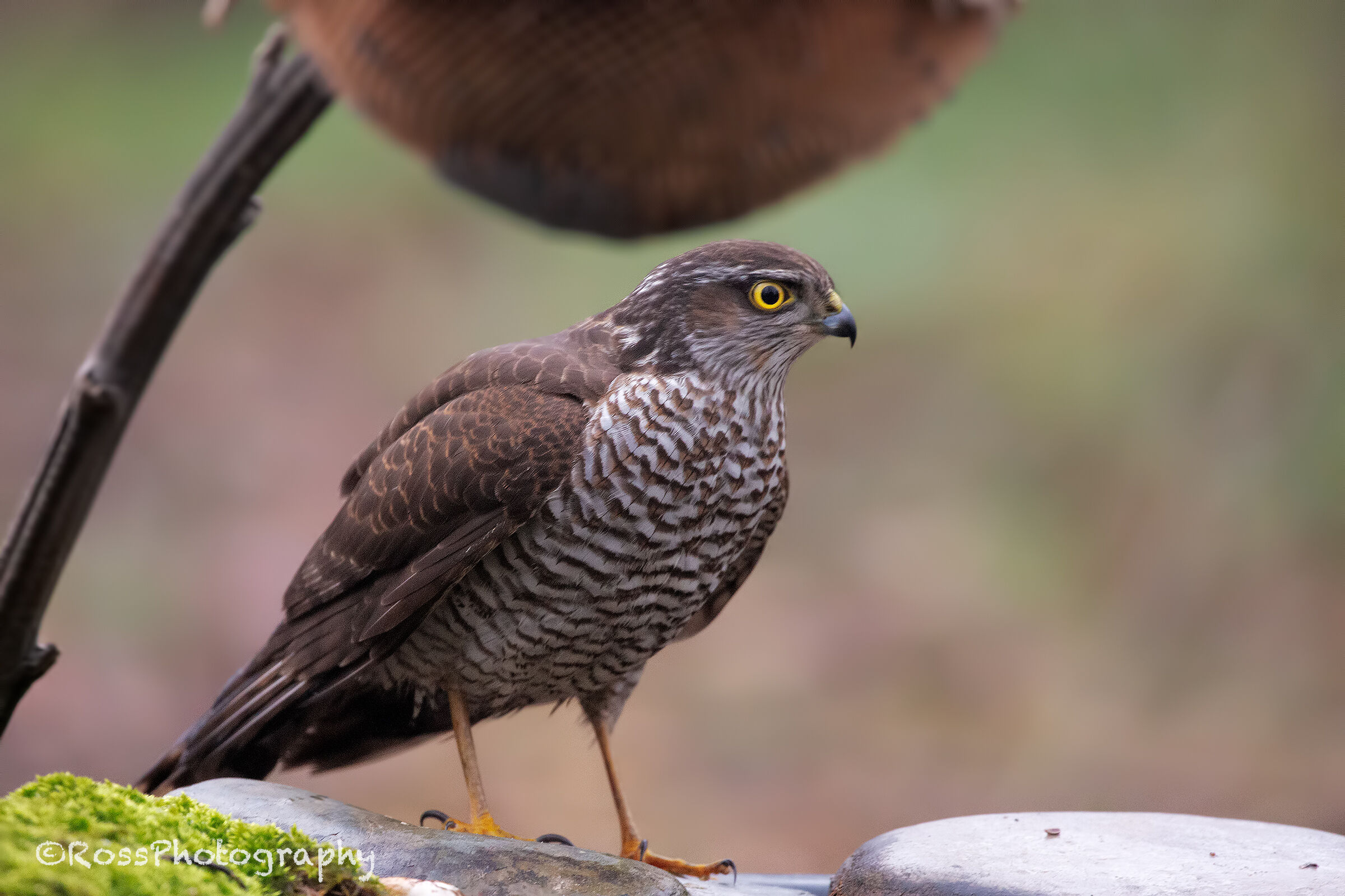 Sparrowhawk