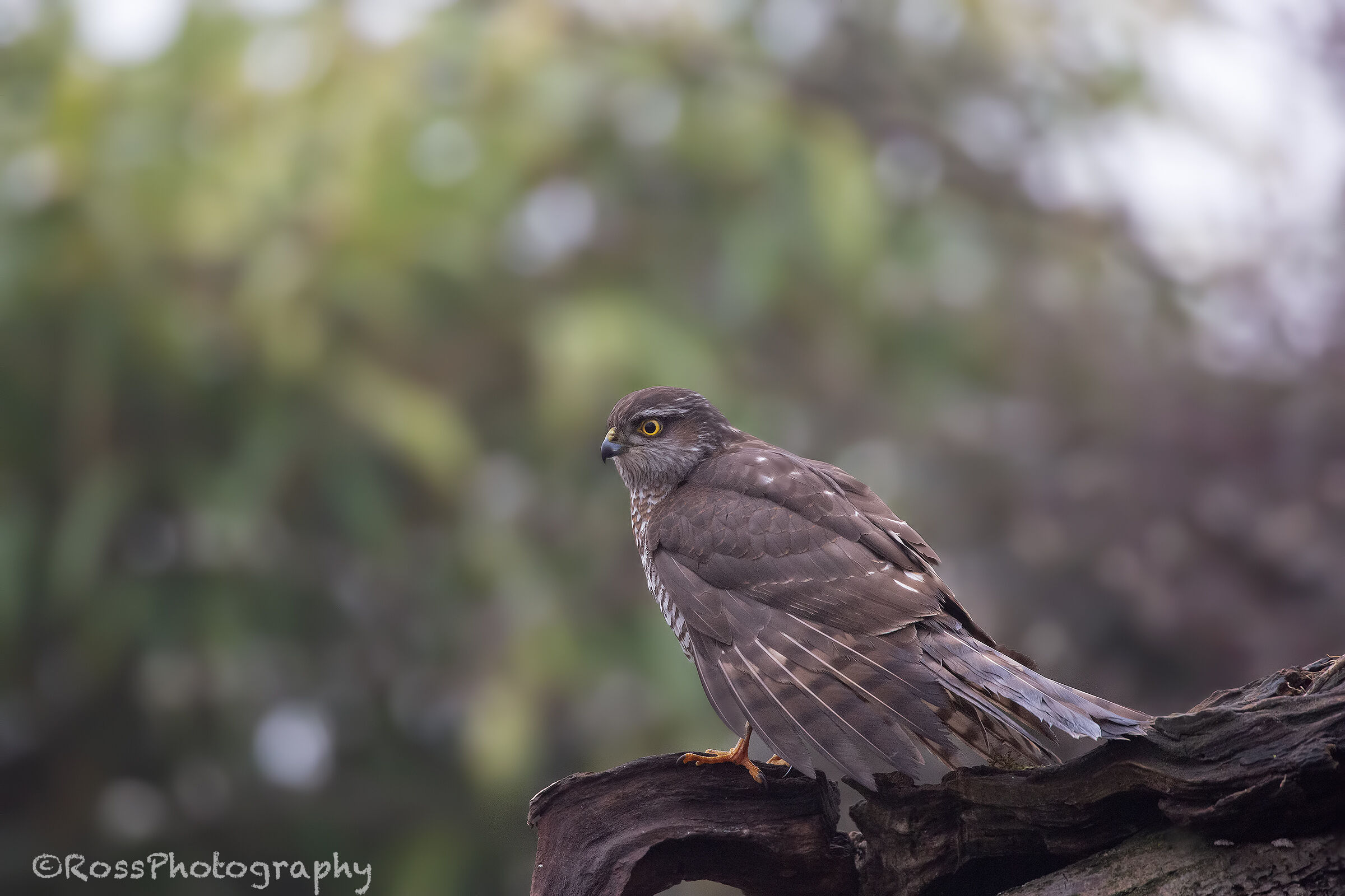 Sparrowhawk