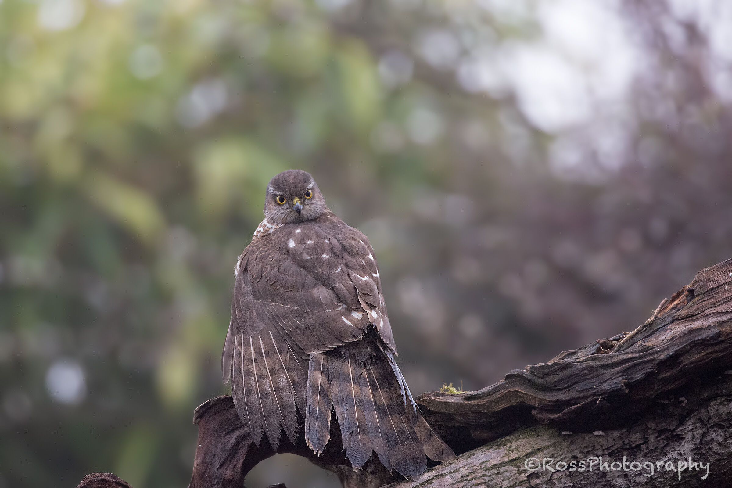 Sparrowhawk