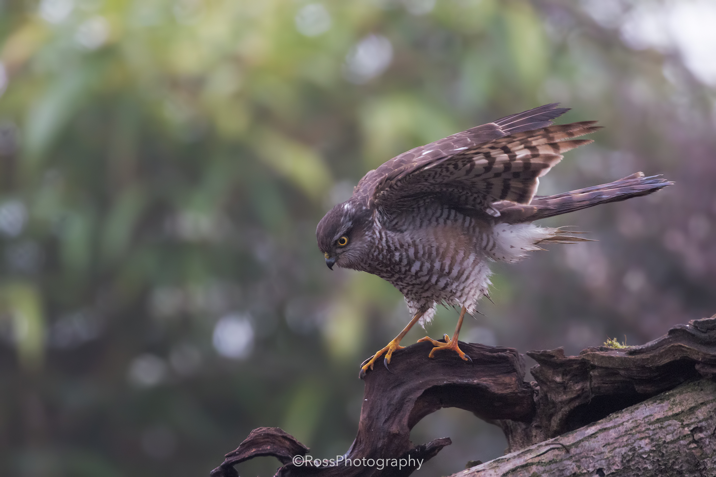 Sparrowhawk