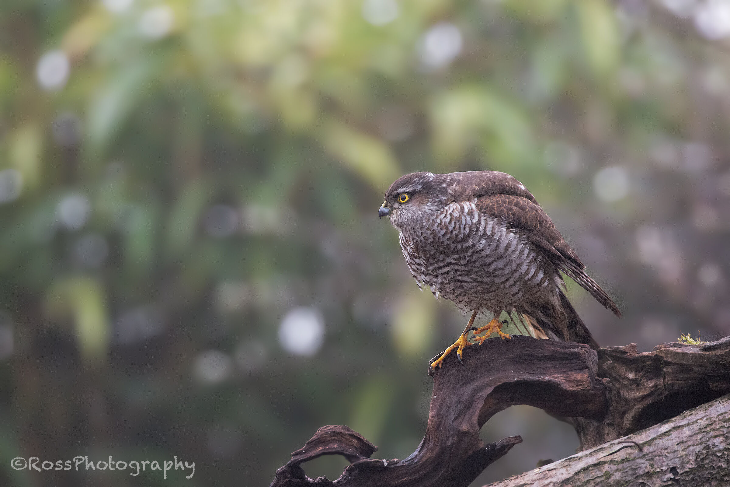Sparrowhawk