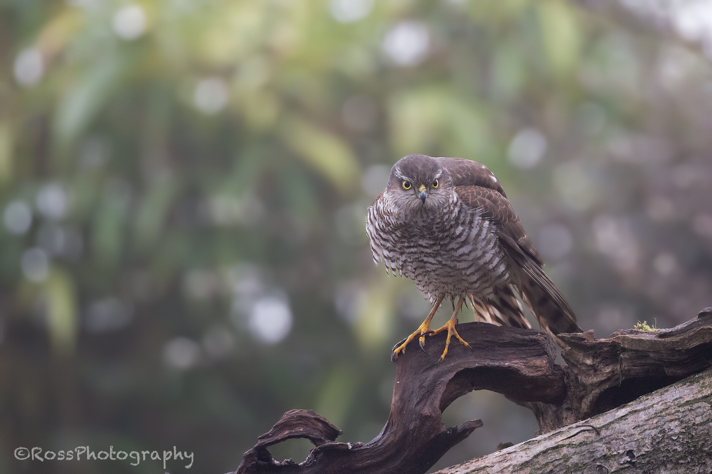Sparrowhawk