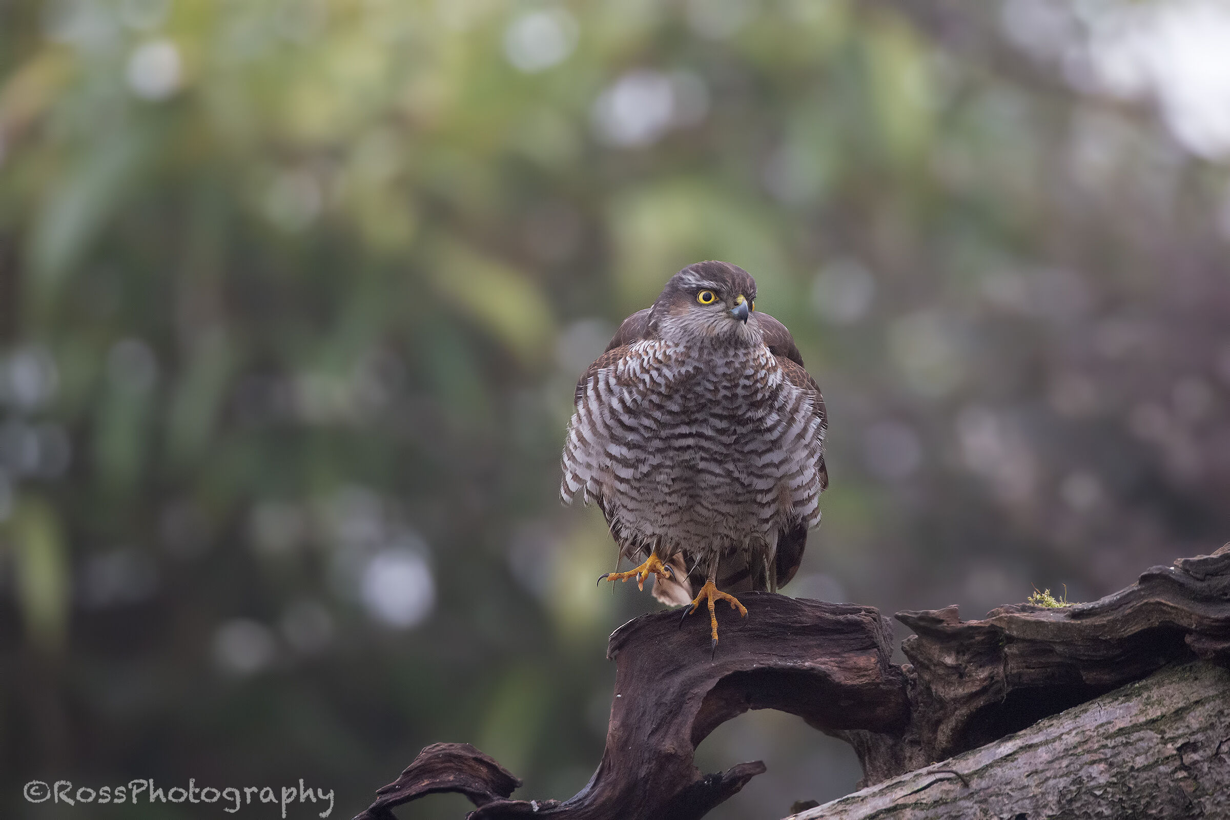 Sparrowhawk