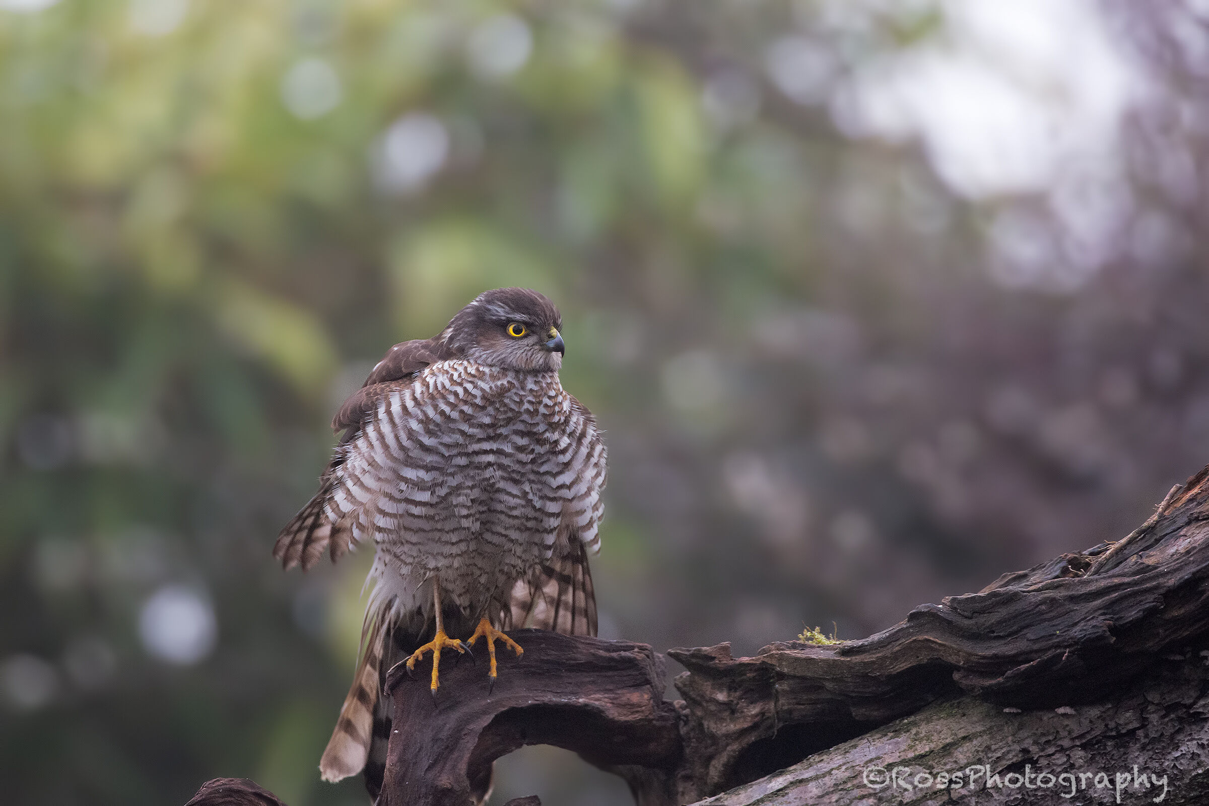 Sparrowhawk