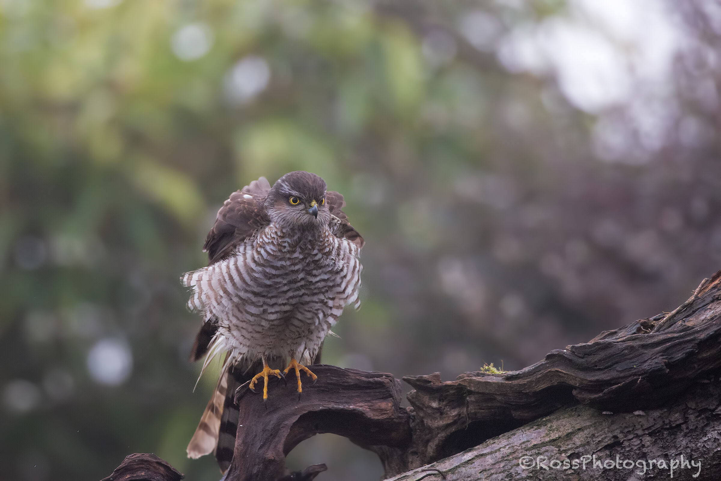 Sparrowhawk