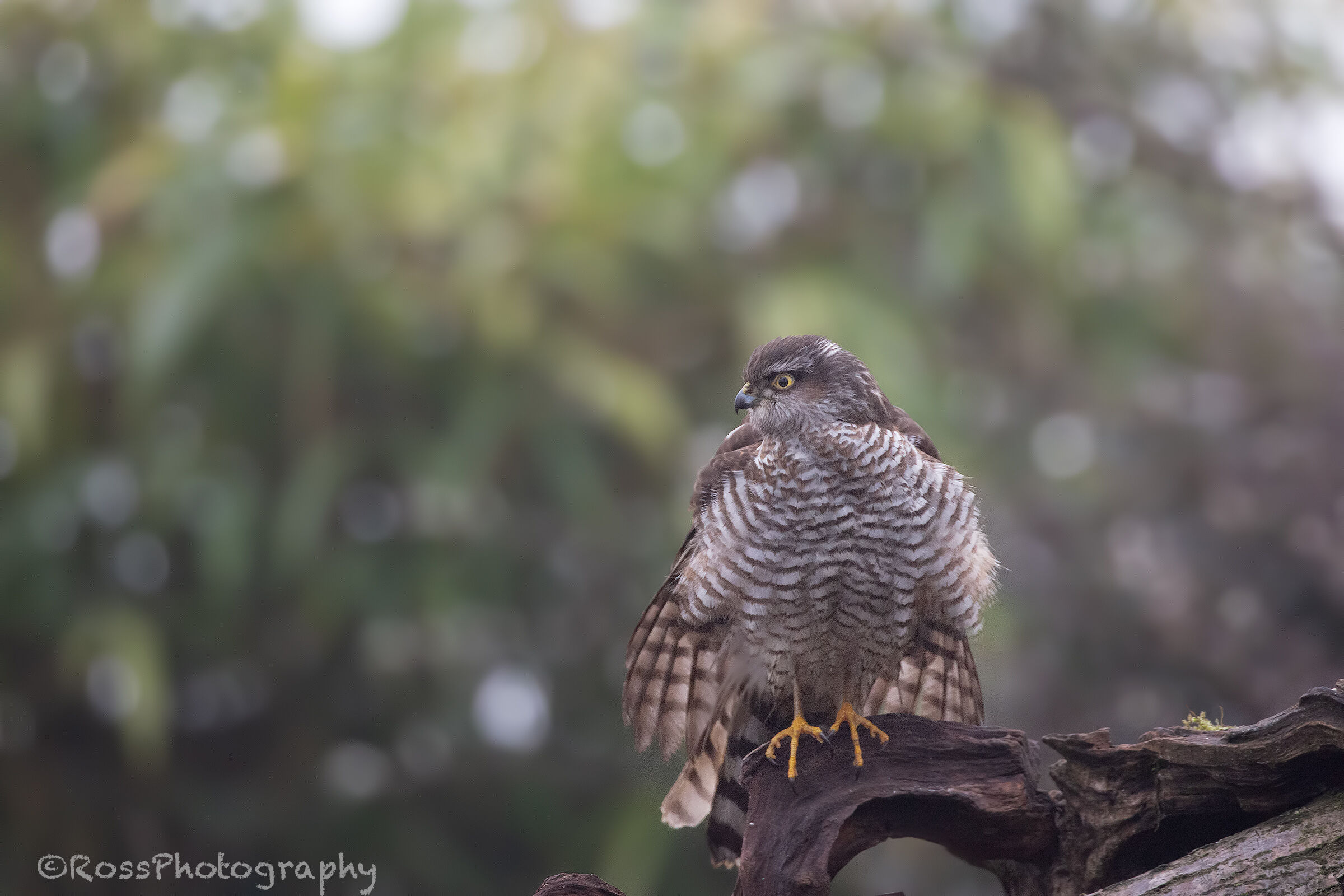 Sparrowhawk