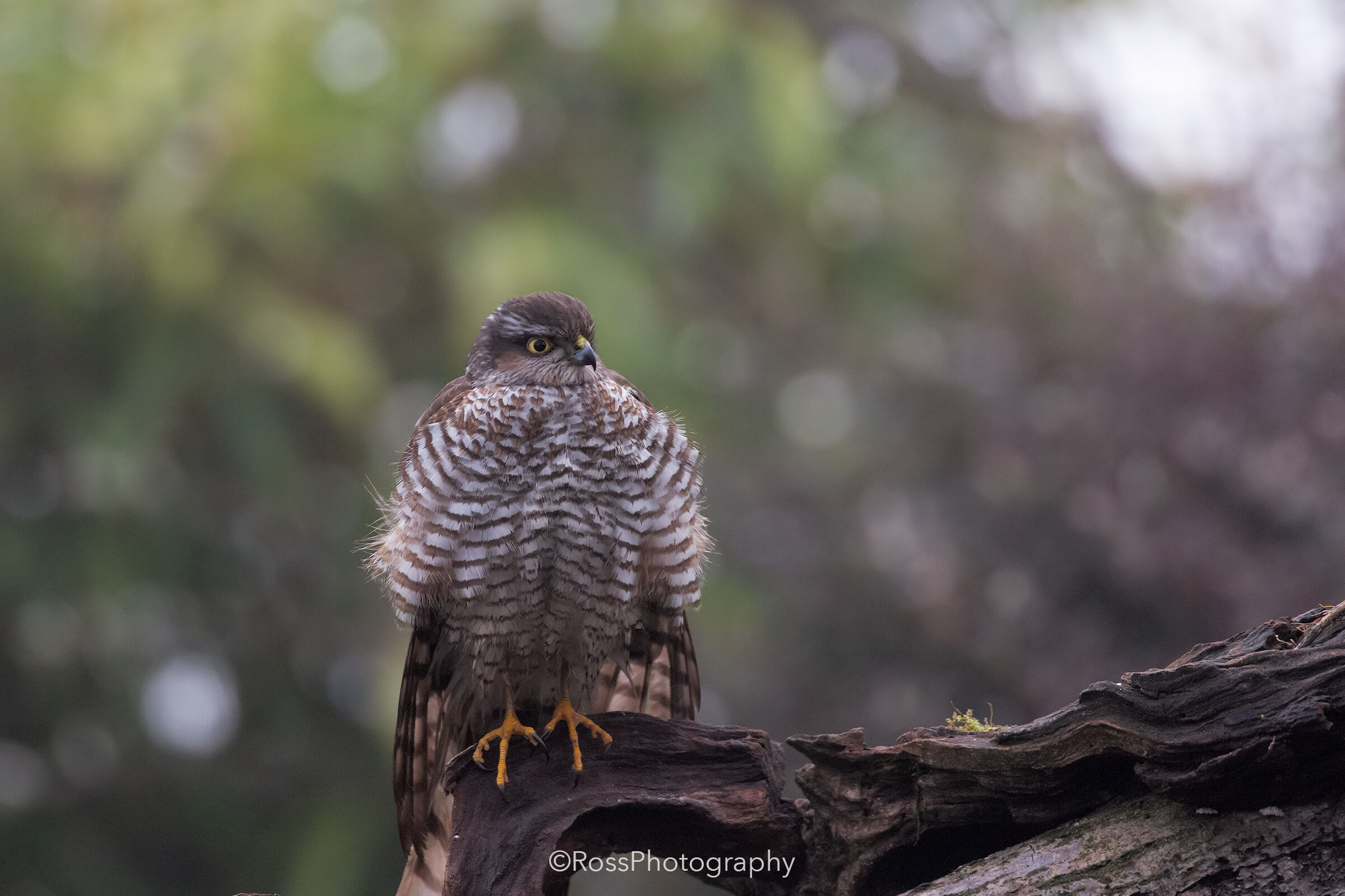 Sparrowhawk