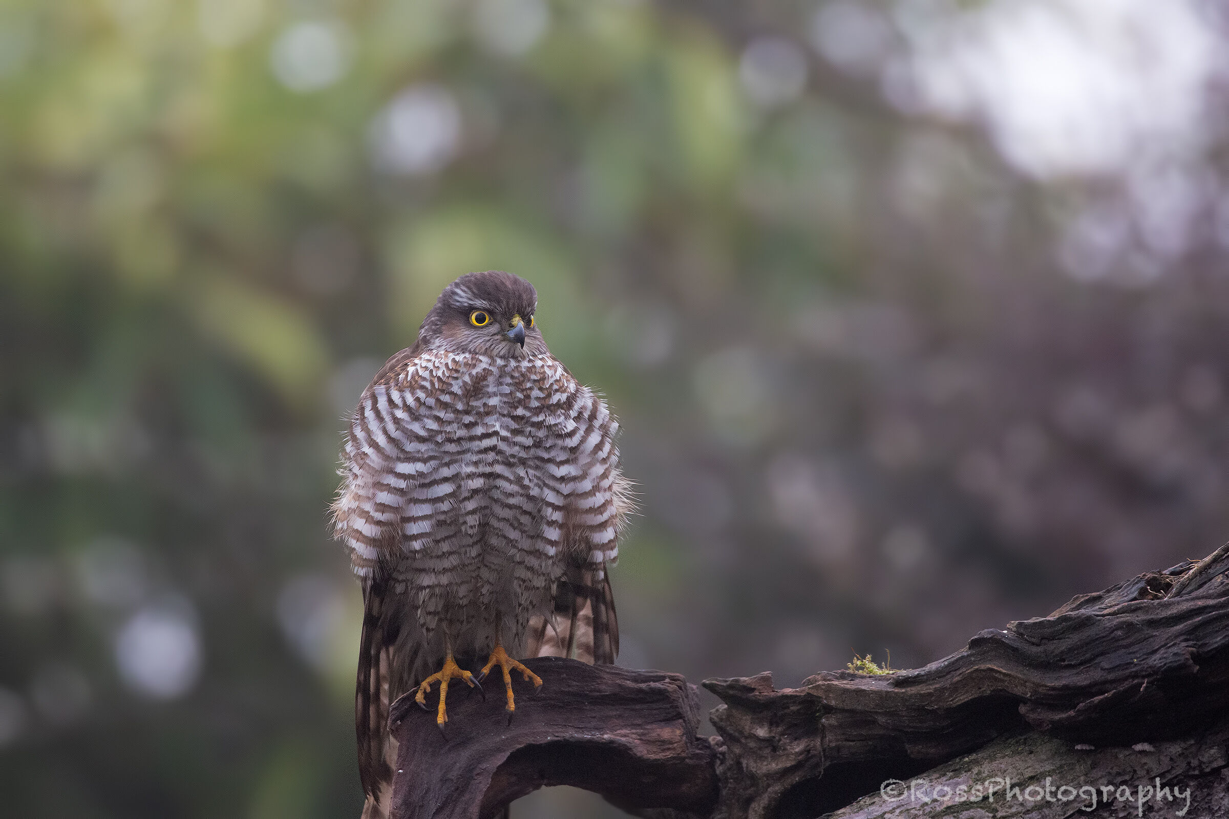 Sparrowhawk