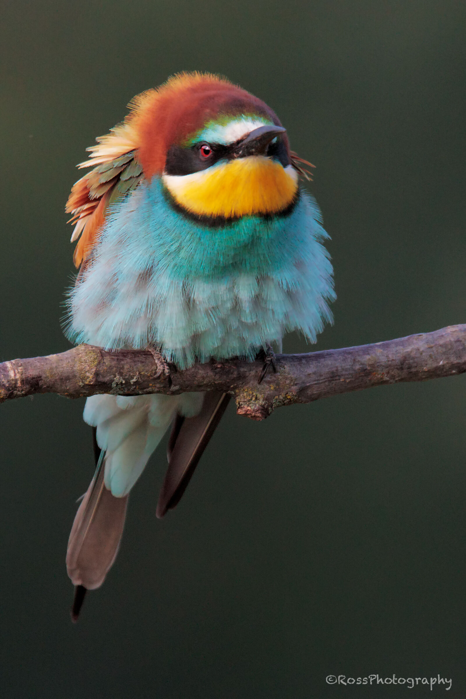 Bee-eater