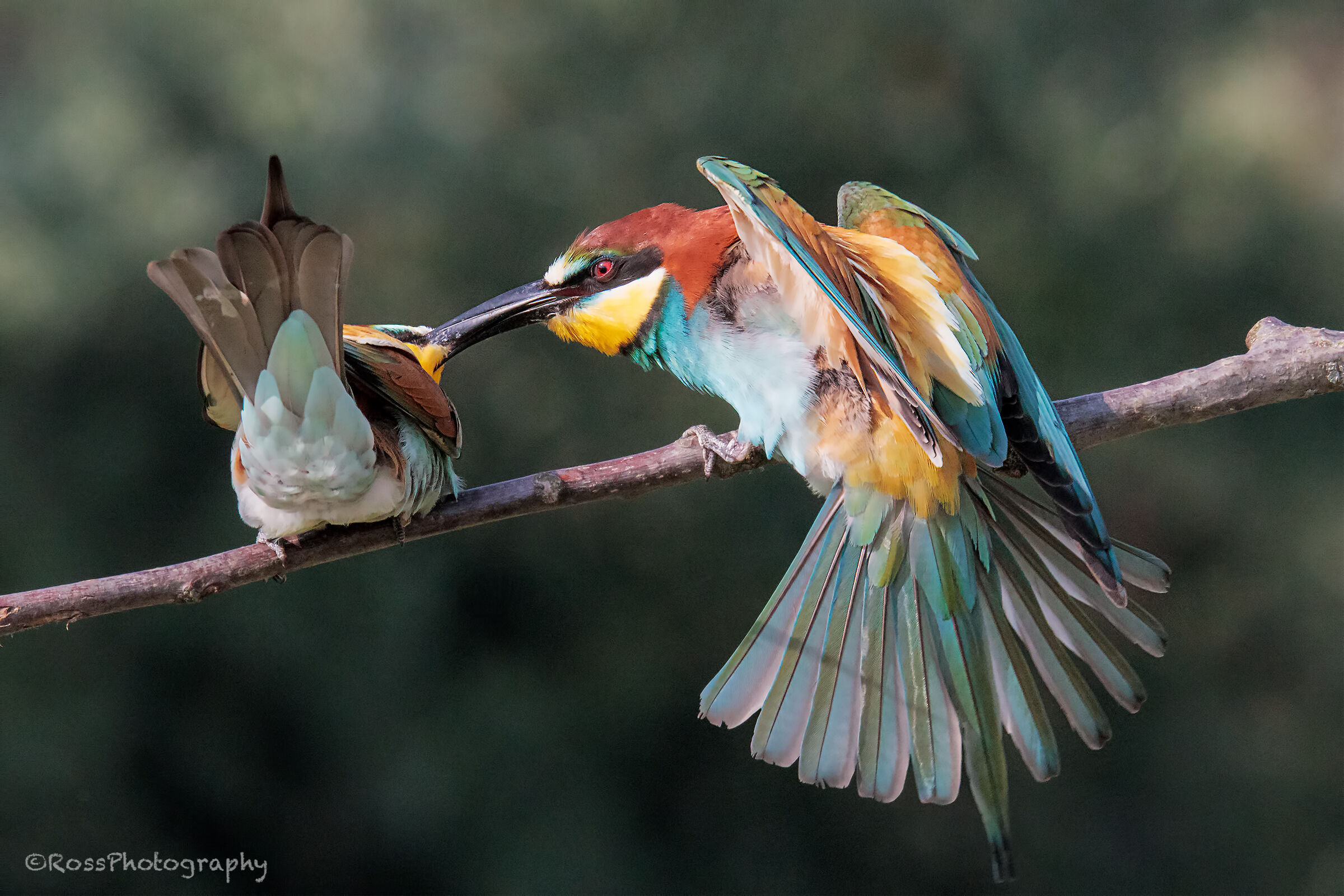 Gruccioni - Wikipedia