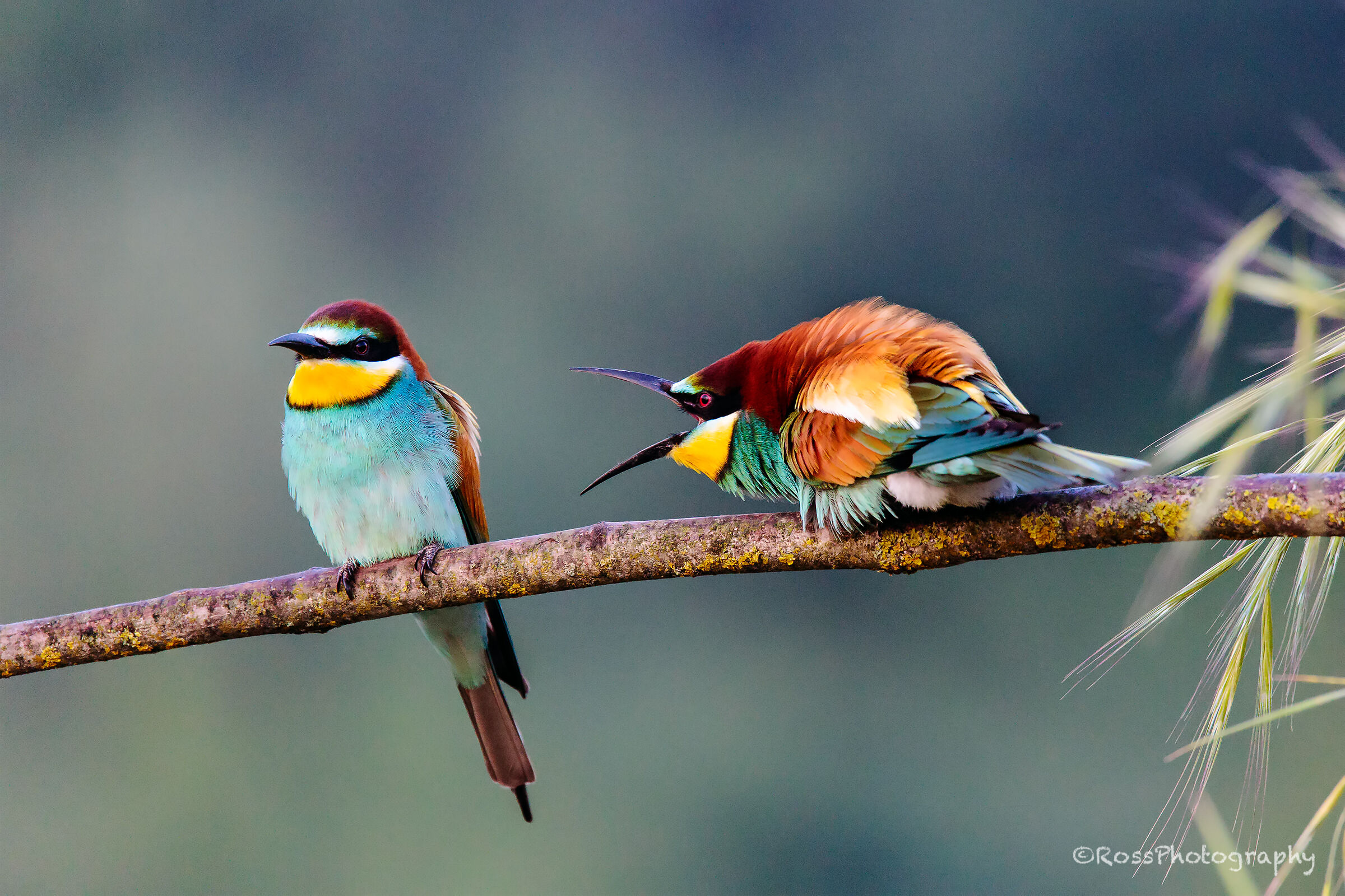 Gruccioni ... l'indifferenza