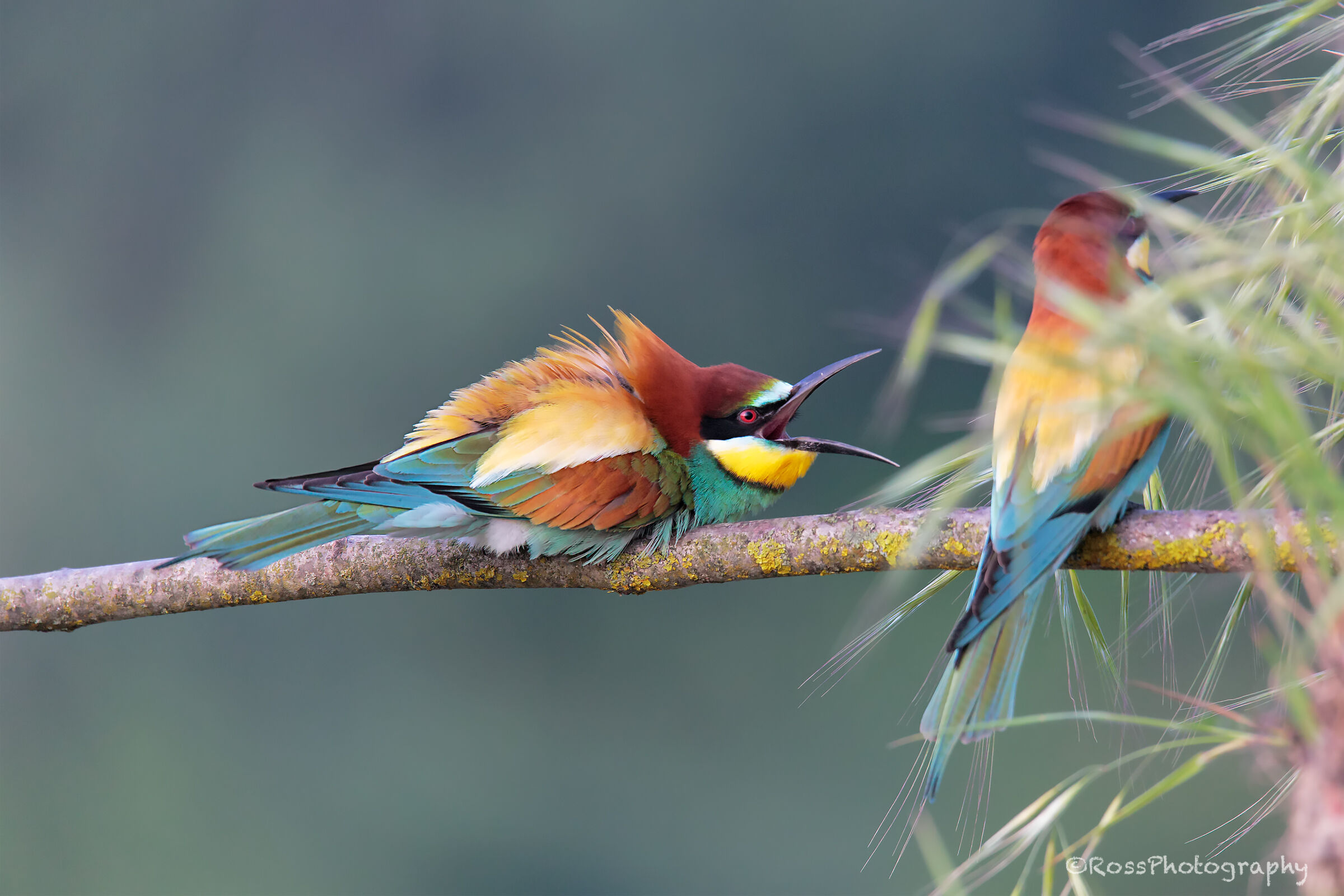 Gruccioni ... it's useless that you hide