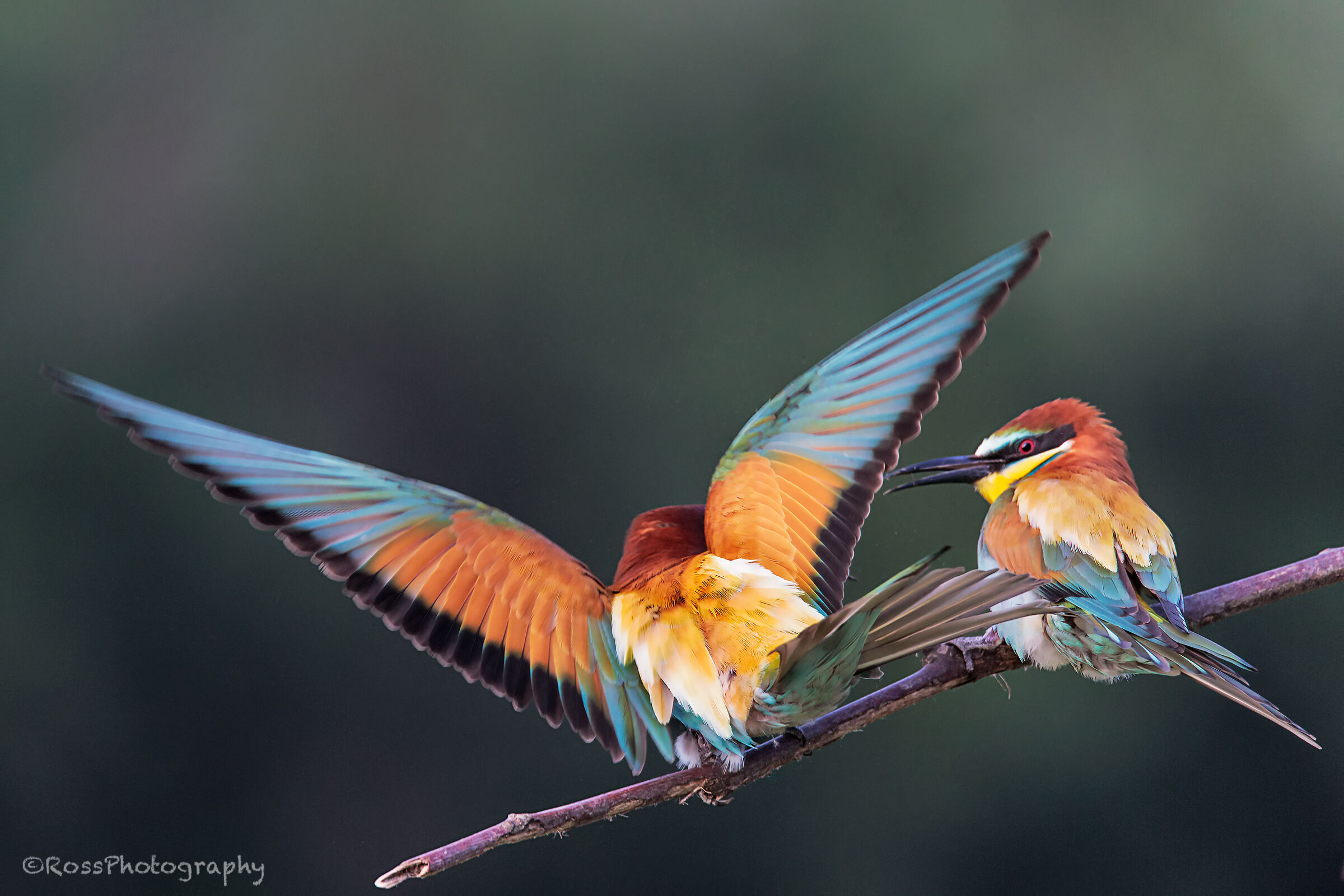 Gruccioni - Wikipedia