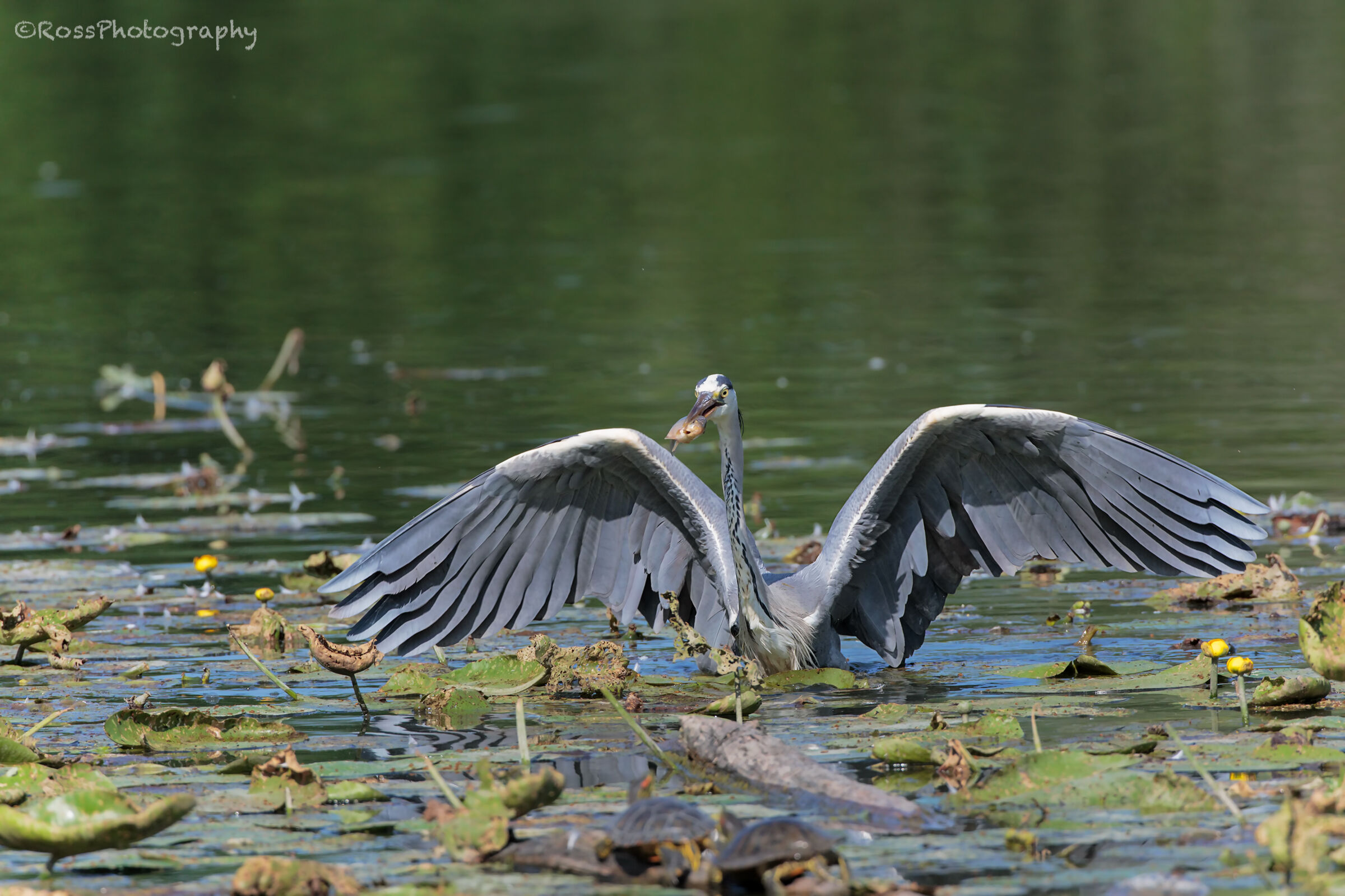 Cinerino heron with prey